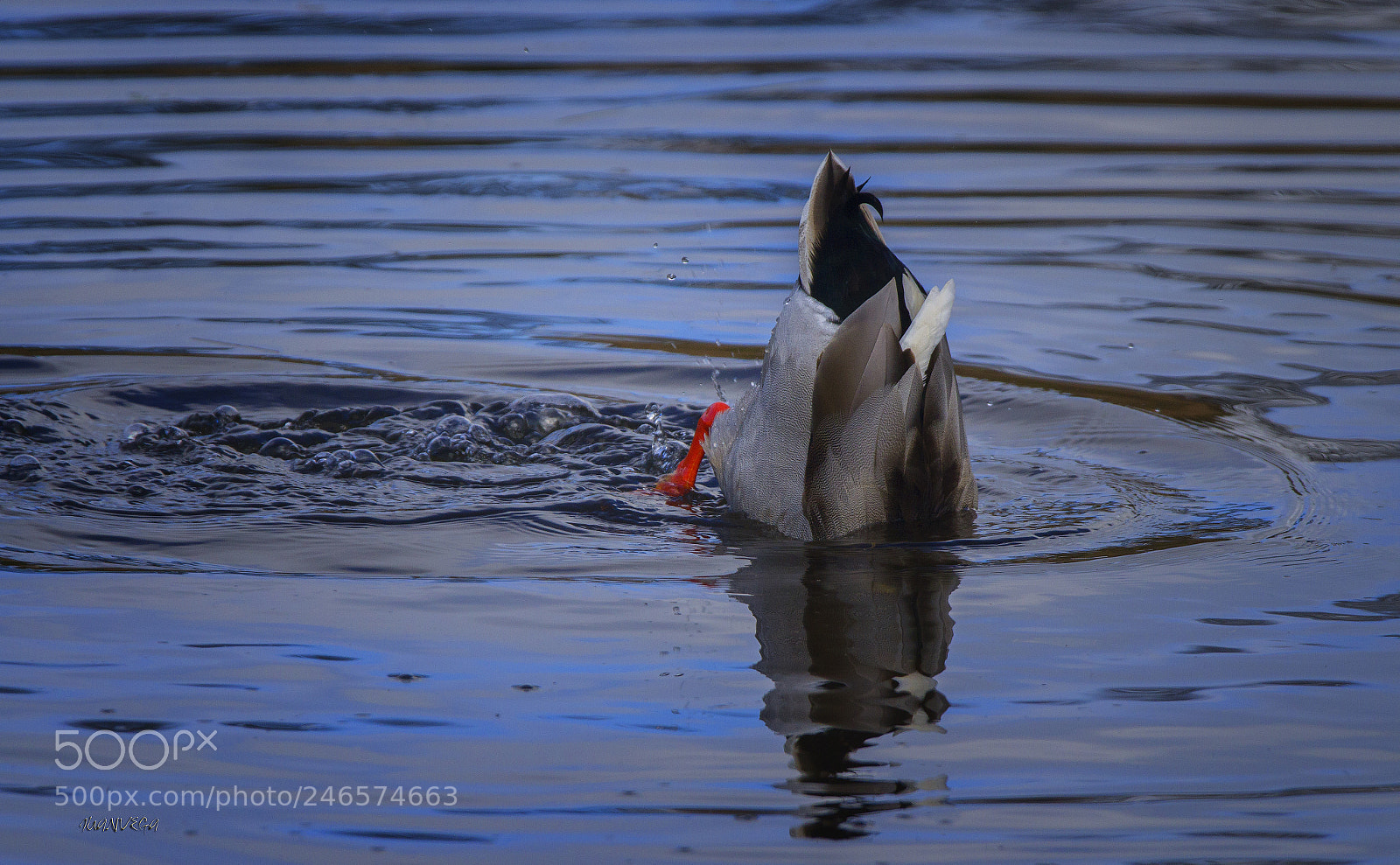 Sony SLT-A35 sample photo. Duck photography