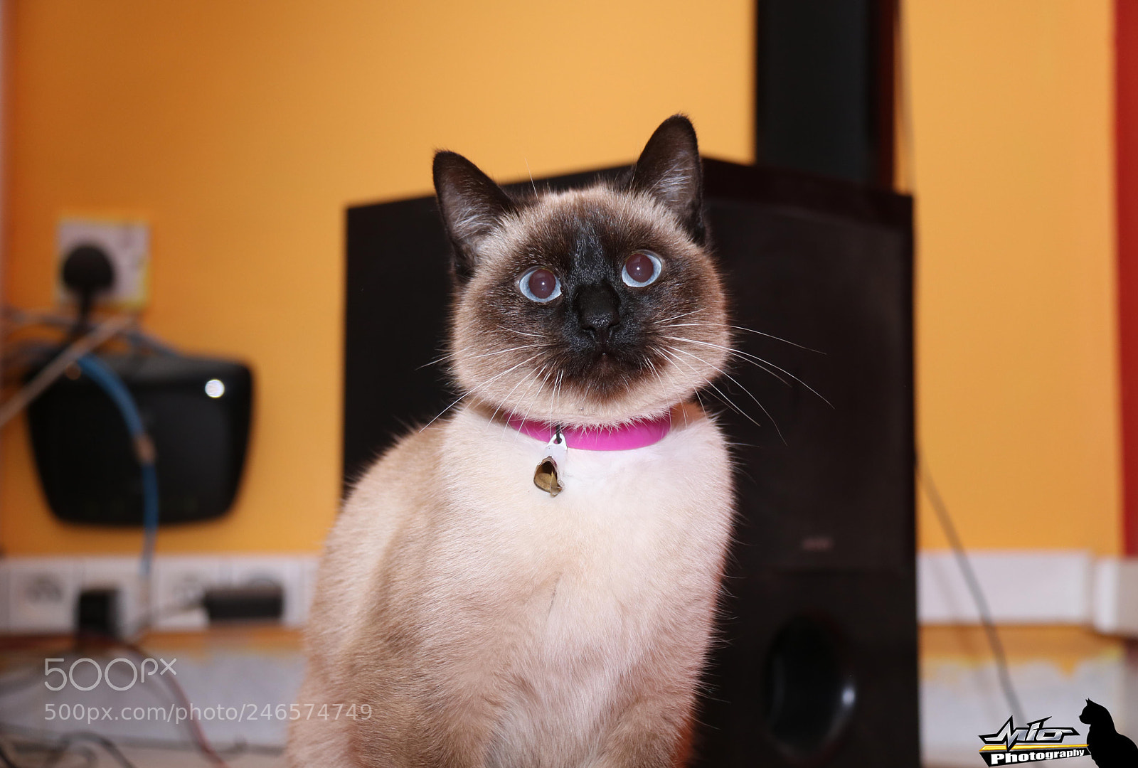 Canon EOS 760D (EOS Rebel T6s / EOS 8000D) sample photo. My cat "mia" photography