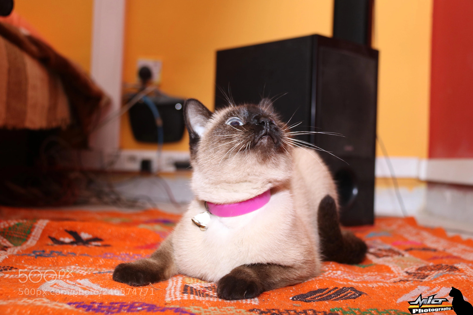 Canon EOS 760D (EOS Rebel T6s / EOS 8000D) sample photo. My cat "mia" photography