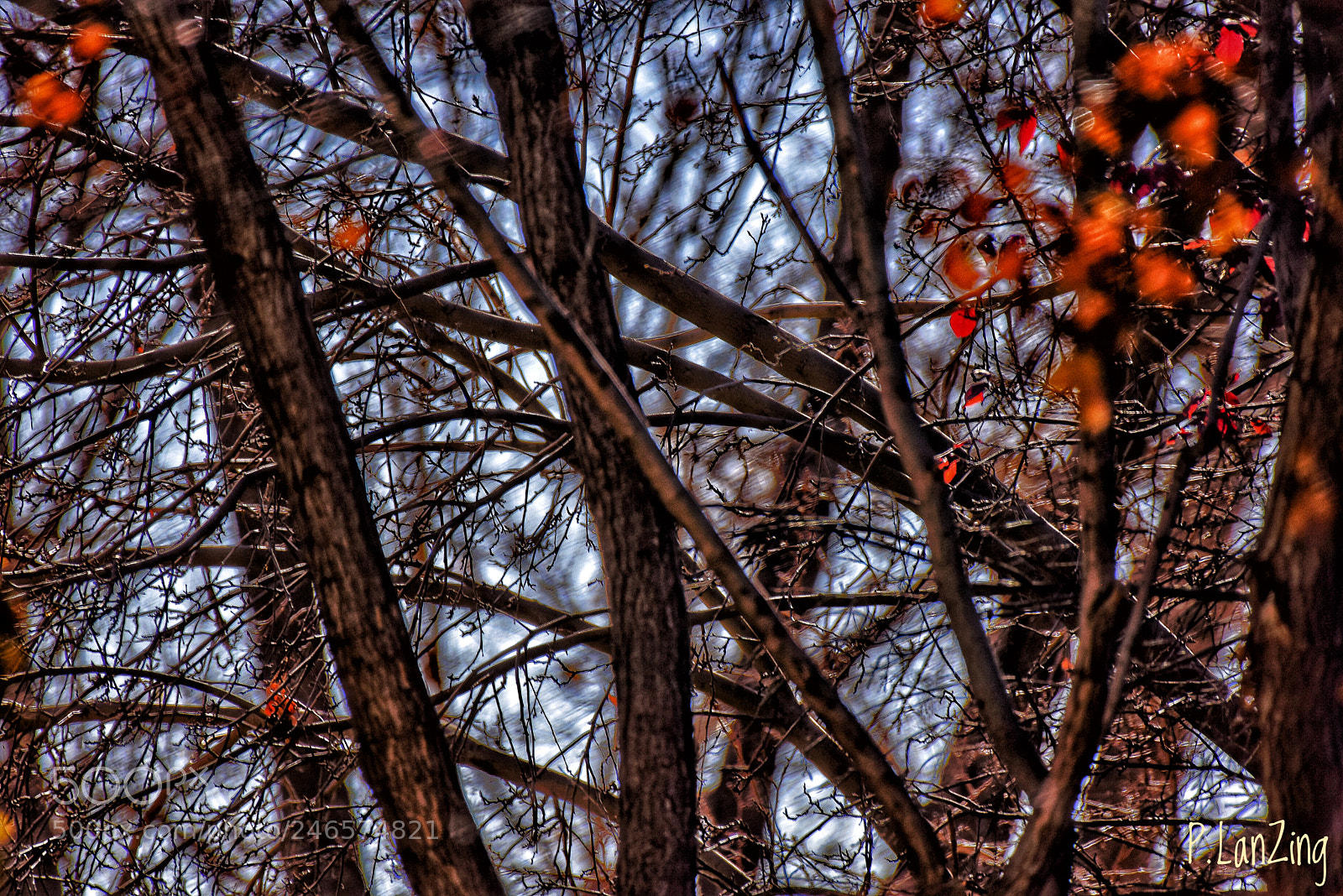 Nikon D810 sample photo. Winter window photography
