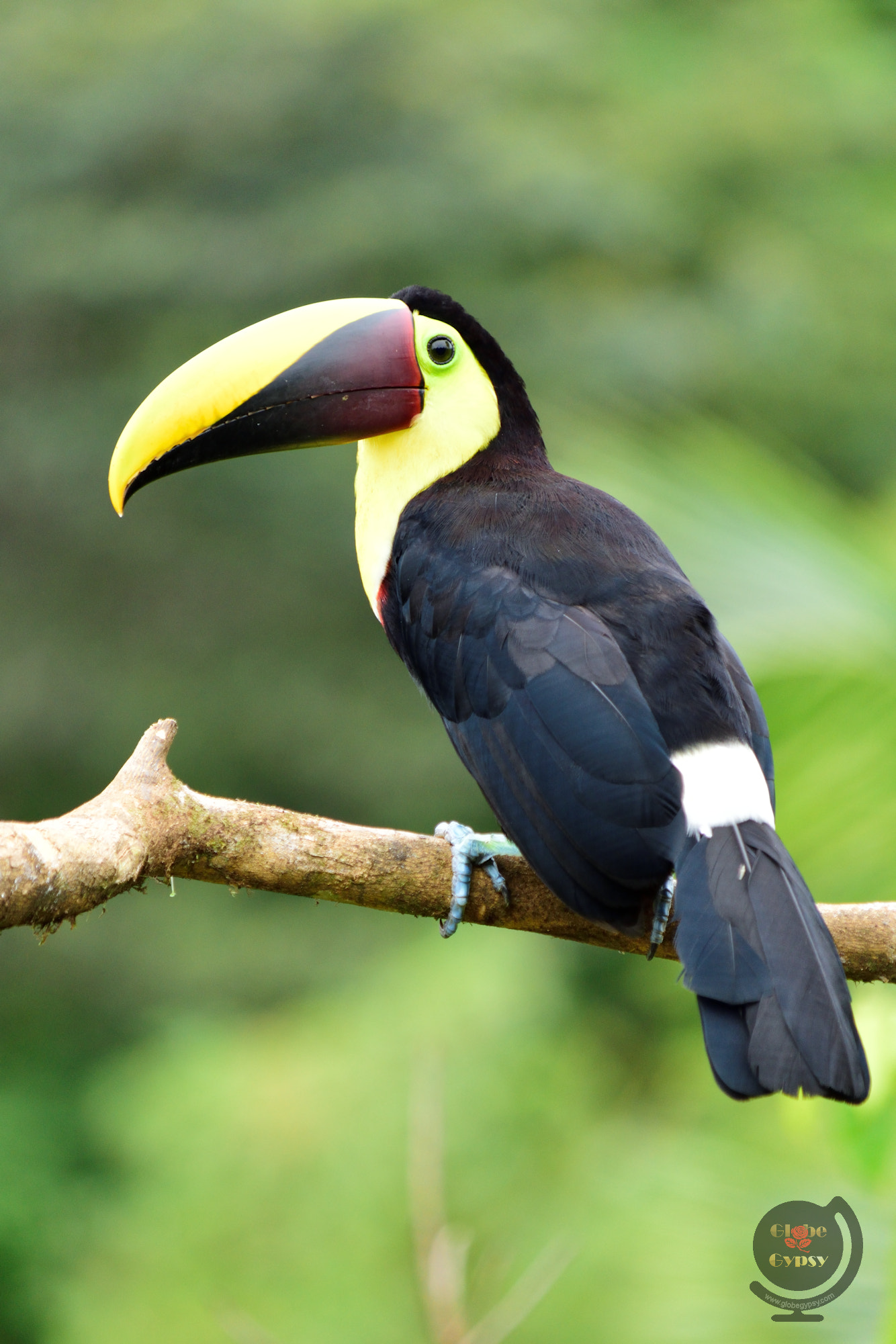 Nikon D5500 sample photo. Chestnut-mandibled toucan photography