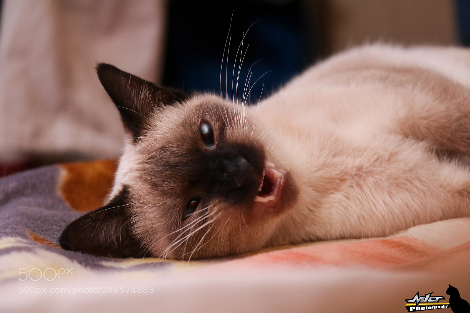 Canon EOS 760D (EOS Rebel T6s / EOS 8000D) sample photo. My cat "mia" photography