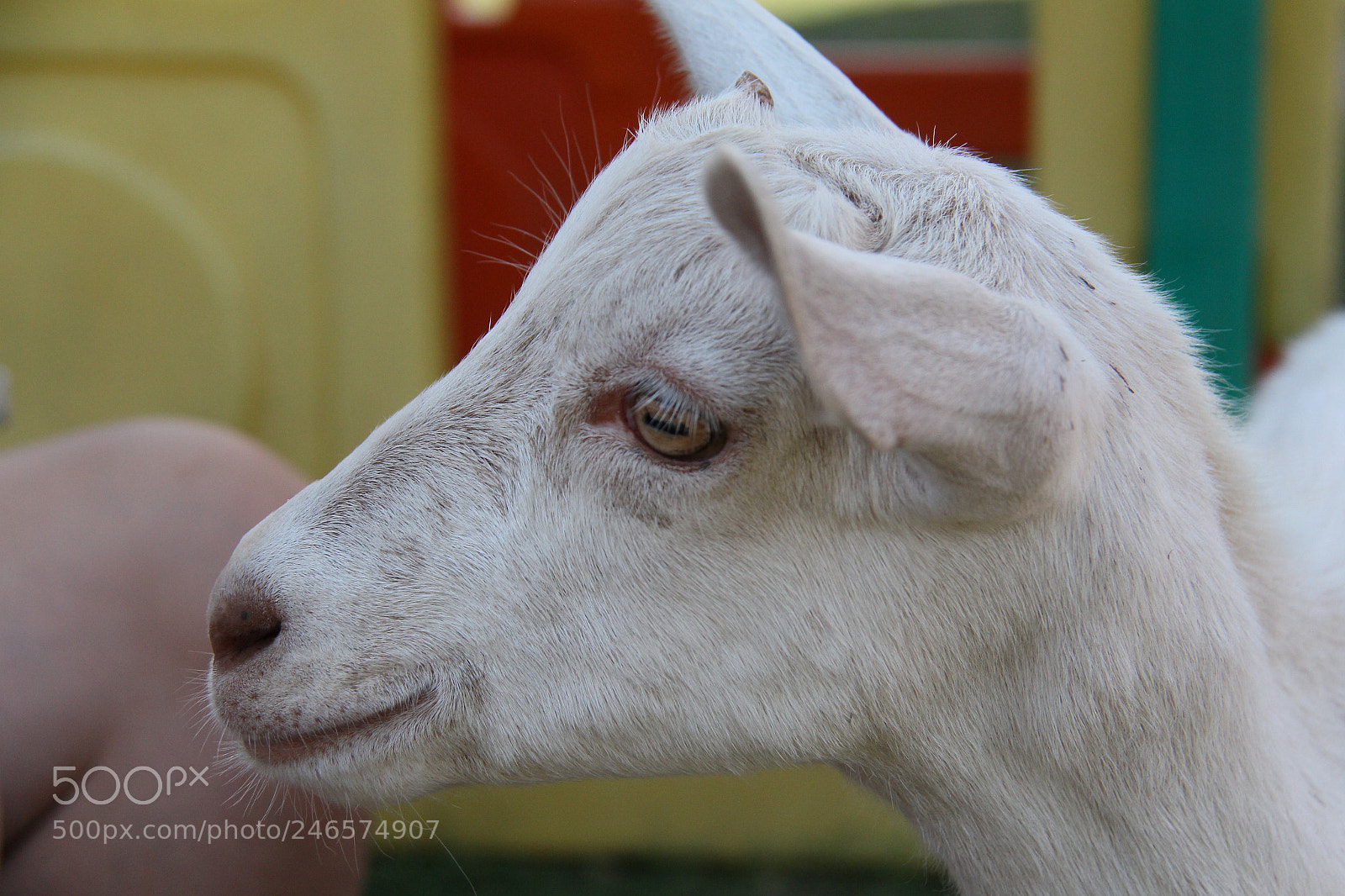 Canon EOS 700D (EOS Rebel T5i / EOS Kiss X7i) sample photo. Dempsey's u pick farm photography