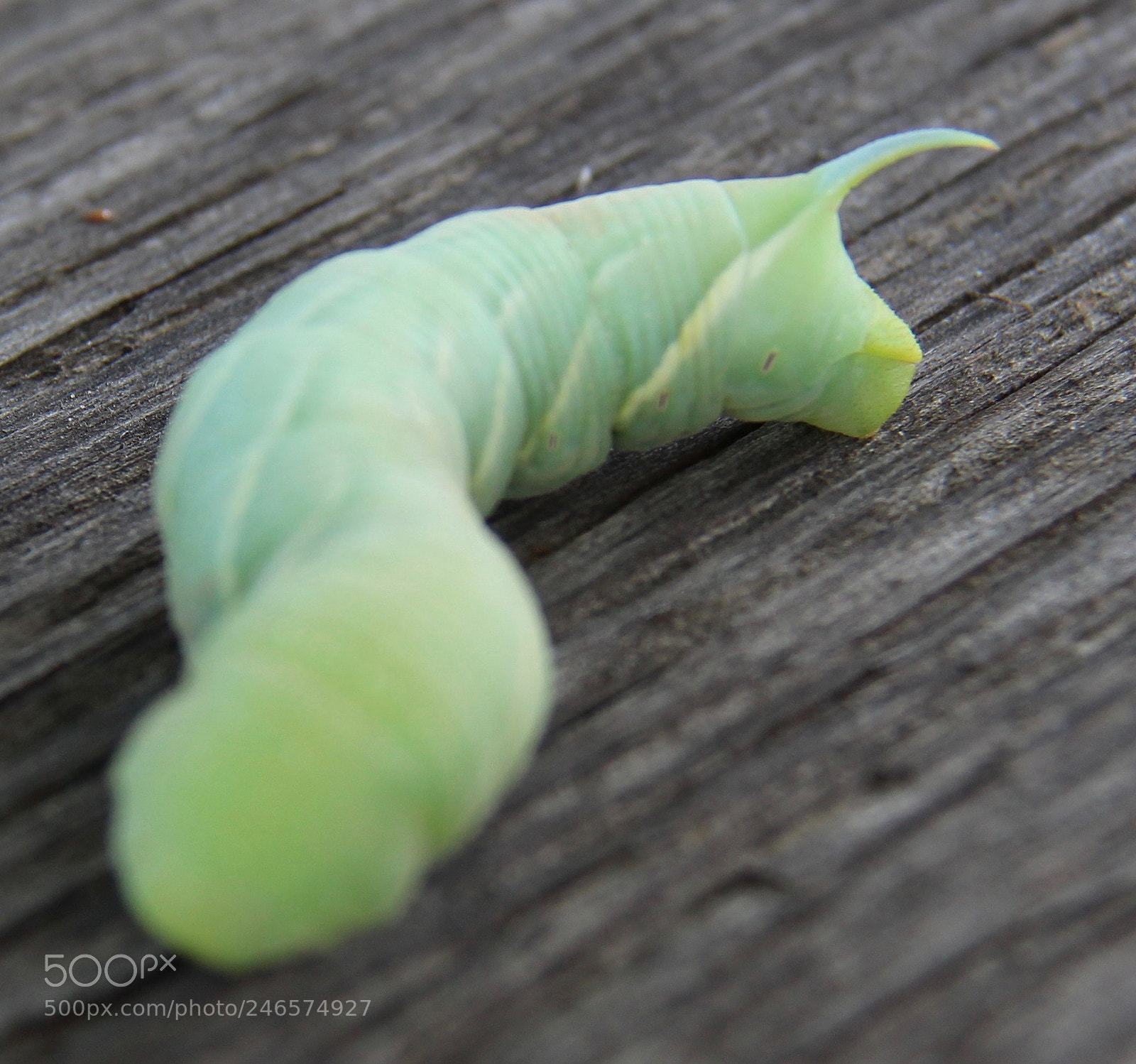 Canon EOS 700D (EOS Rebel T5i / EOS Kiss X7i) sample photo. Dempsey's u pick farm photography