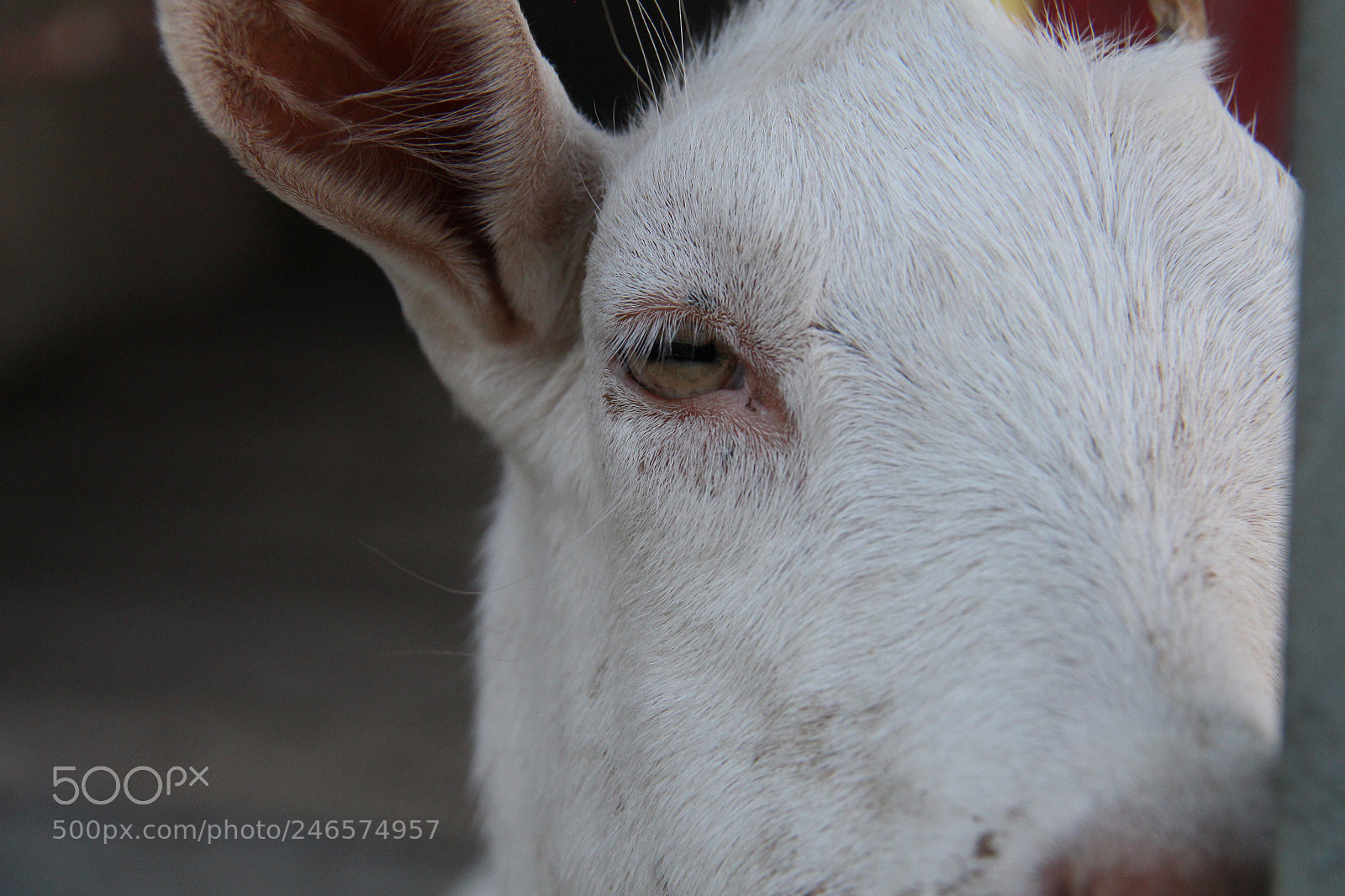 Canon EOS 700D (EOS Rebel T5i / EOS Kiss X7i) sample photo. Dempsey's u pick farm photography