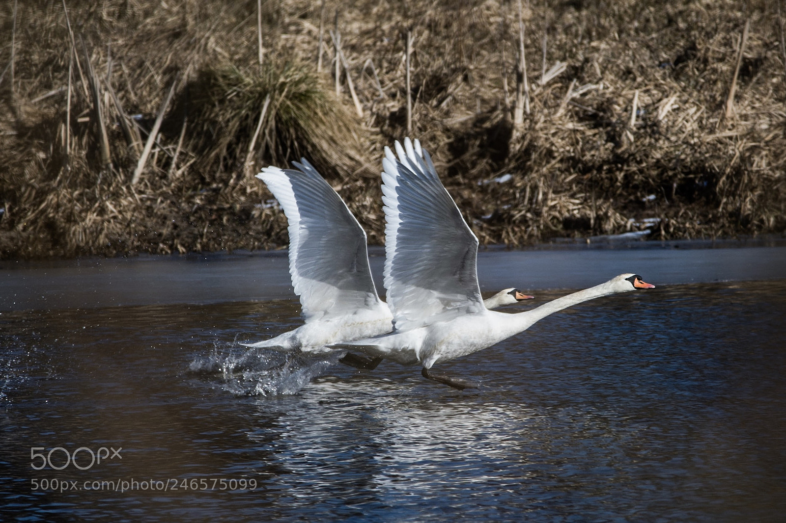 Nikon D7500 sample photo. Swan photography