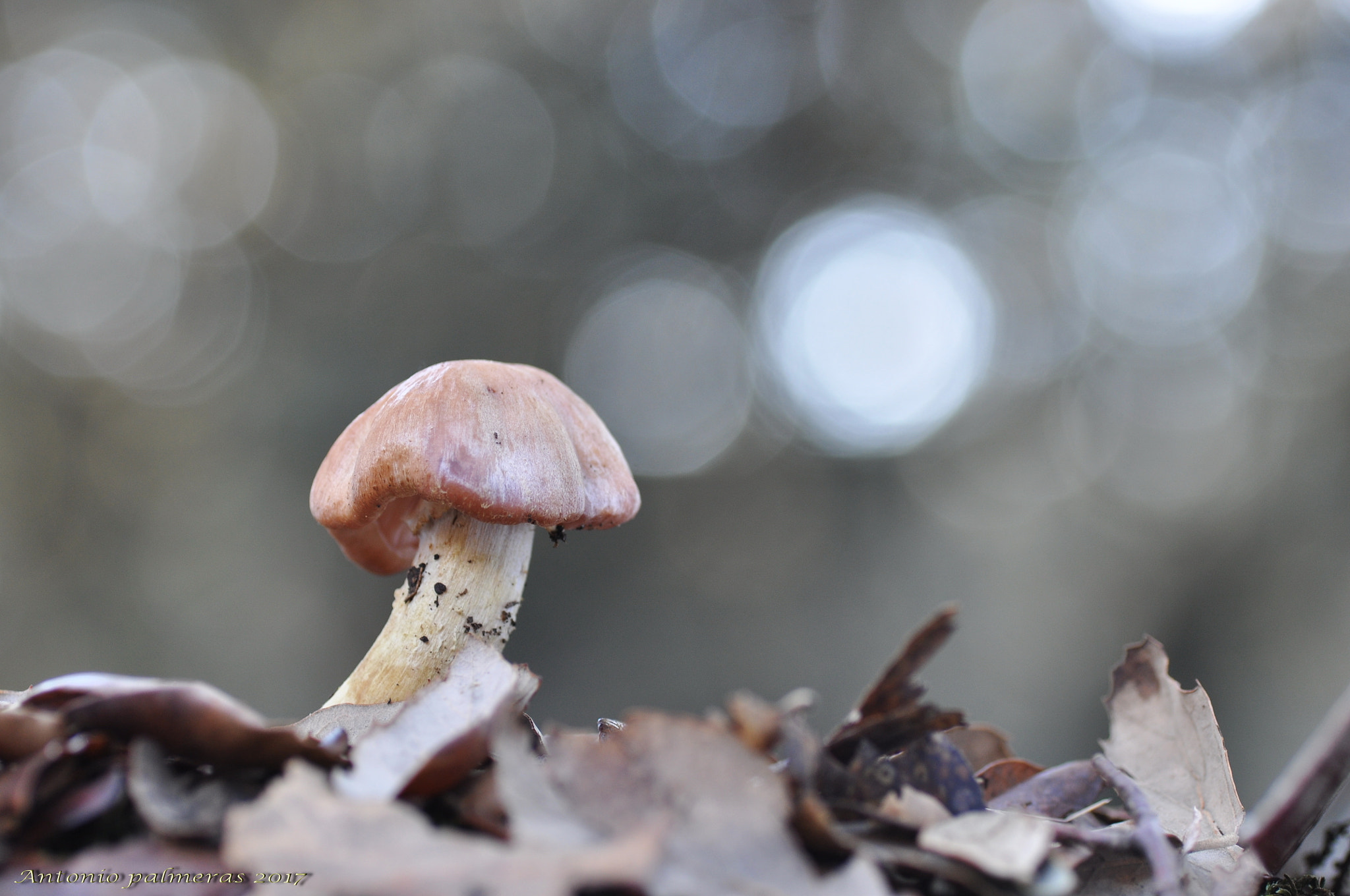 Nikon D90 sample photo. Luces del bosque photography