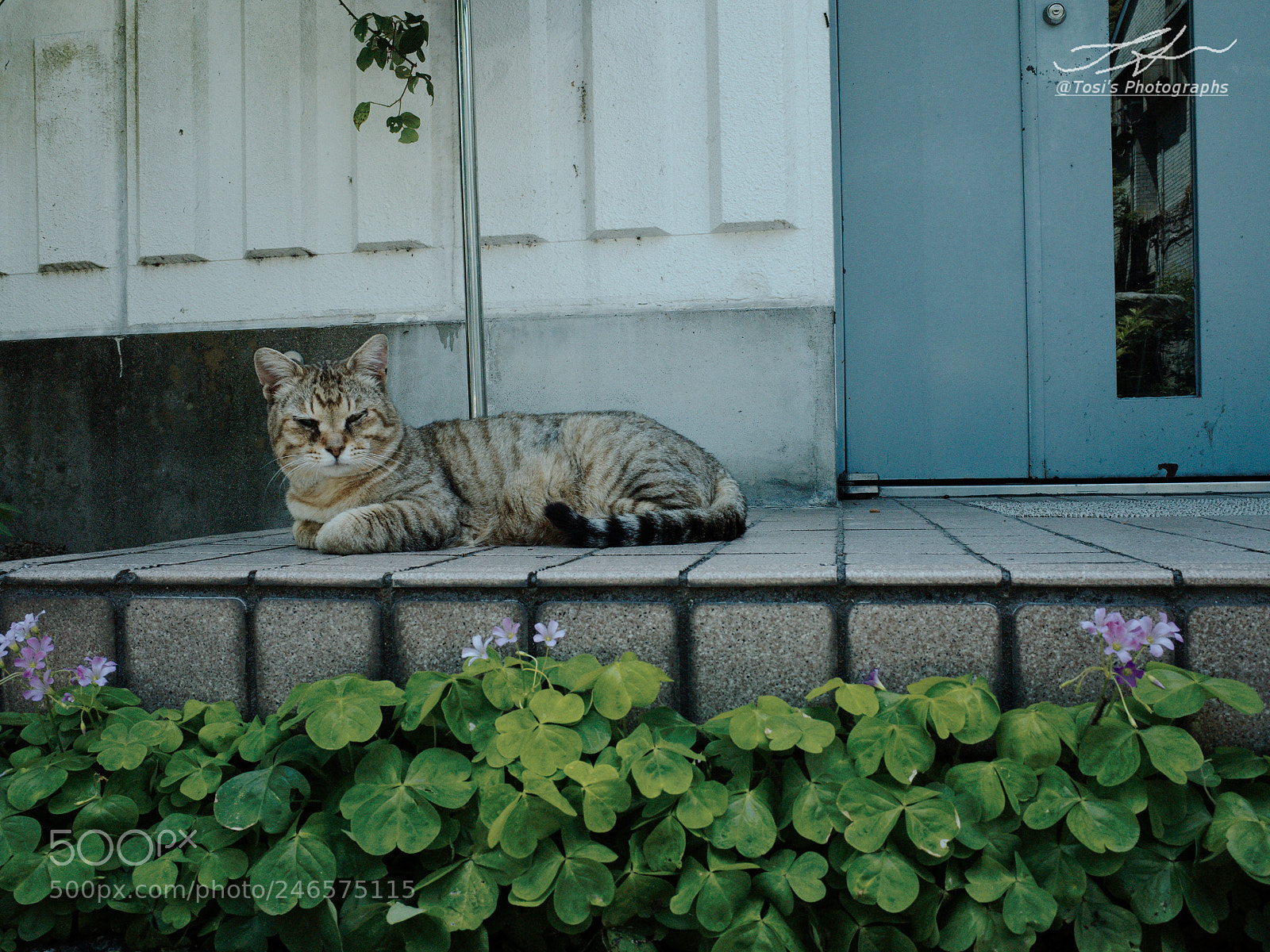 Ricoh GR sample photo. My cat!!! photography