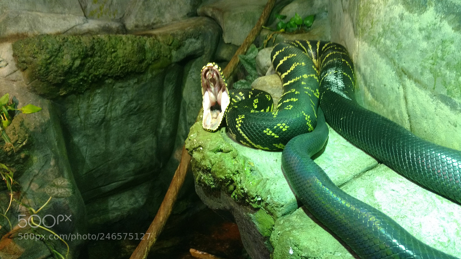 Google Pixel 2 XL sample photo. Hissssss..... photography