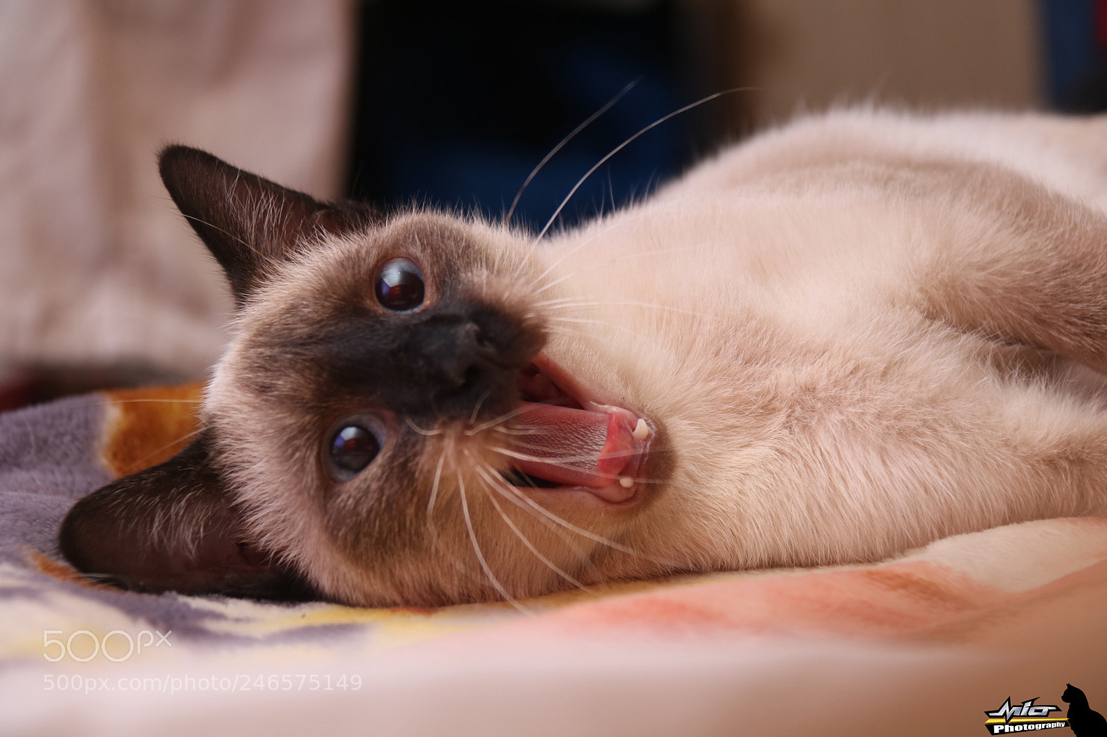 Canon EOS 760D (EOS Rebel T6s / EOS 8000D) sample photo. My cat "mia" photography