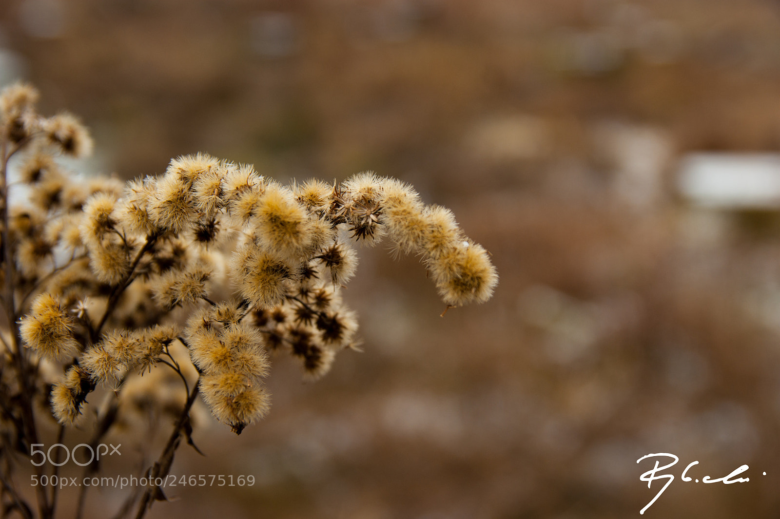 Sony Alpha DSLR-A350 sample photo. ... photography