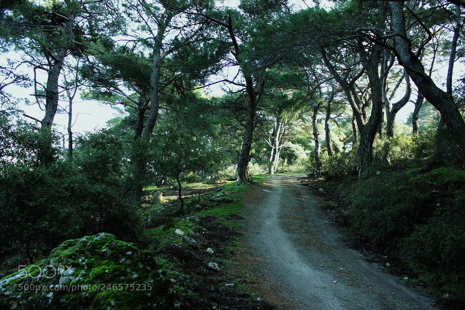 Canon EOS 550D (EOS Rebel T2i / EOS Kiss X4) sample photo. Green way photography