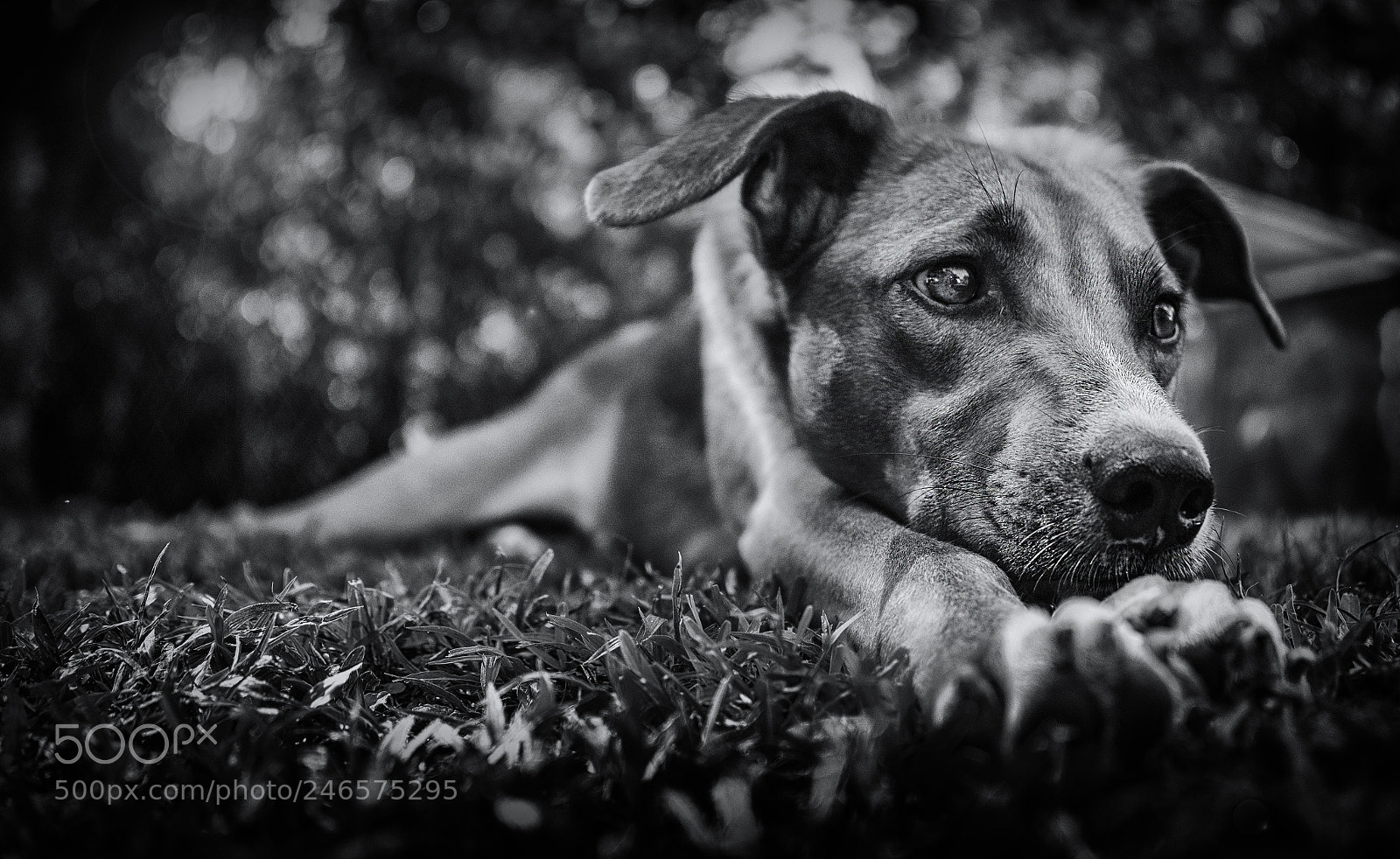 Nikon D610 sample photo. Jenga photography