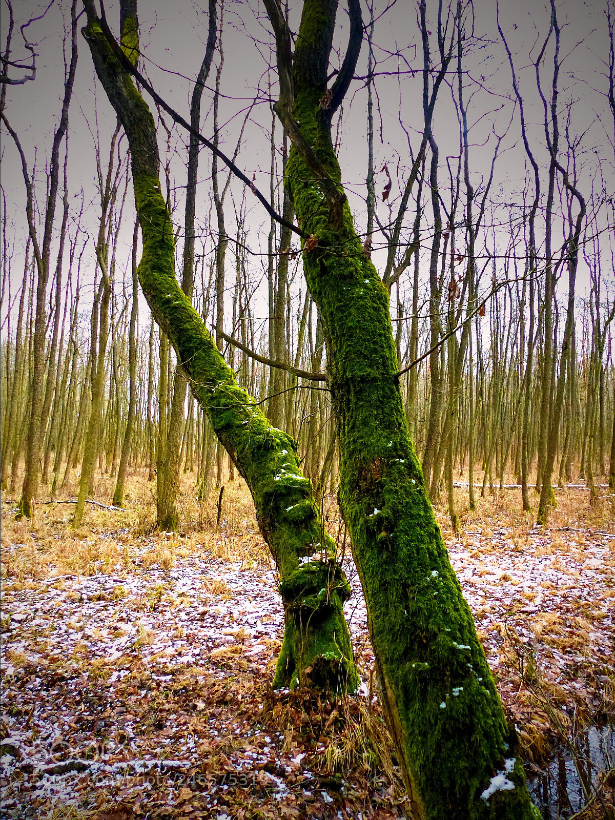 Panasonic Lumix DMC-FZ200 sample photo. How to stay green photography