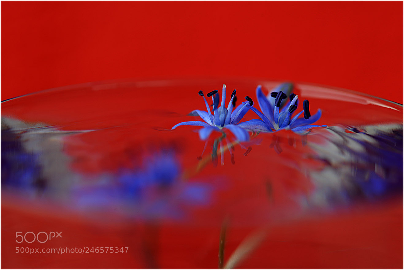Nikon D600 sample photo. Crveno plave varijacije photography