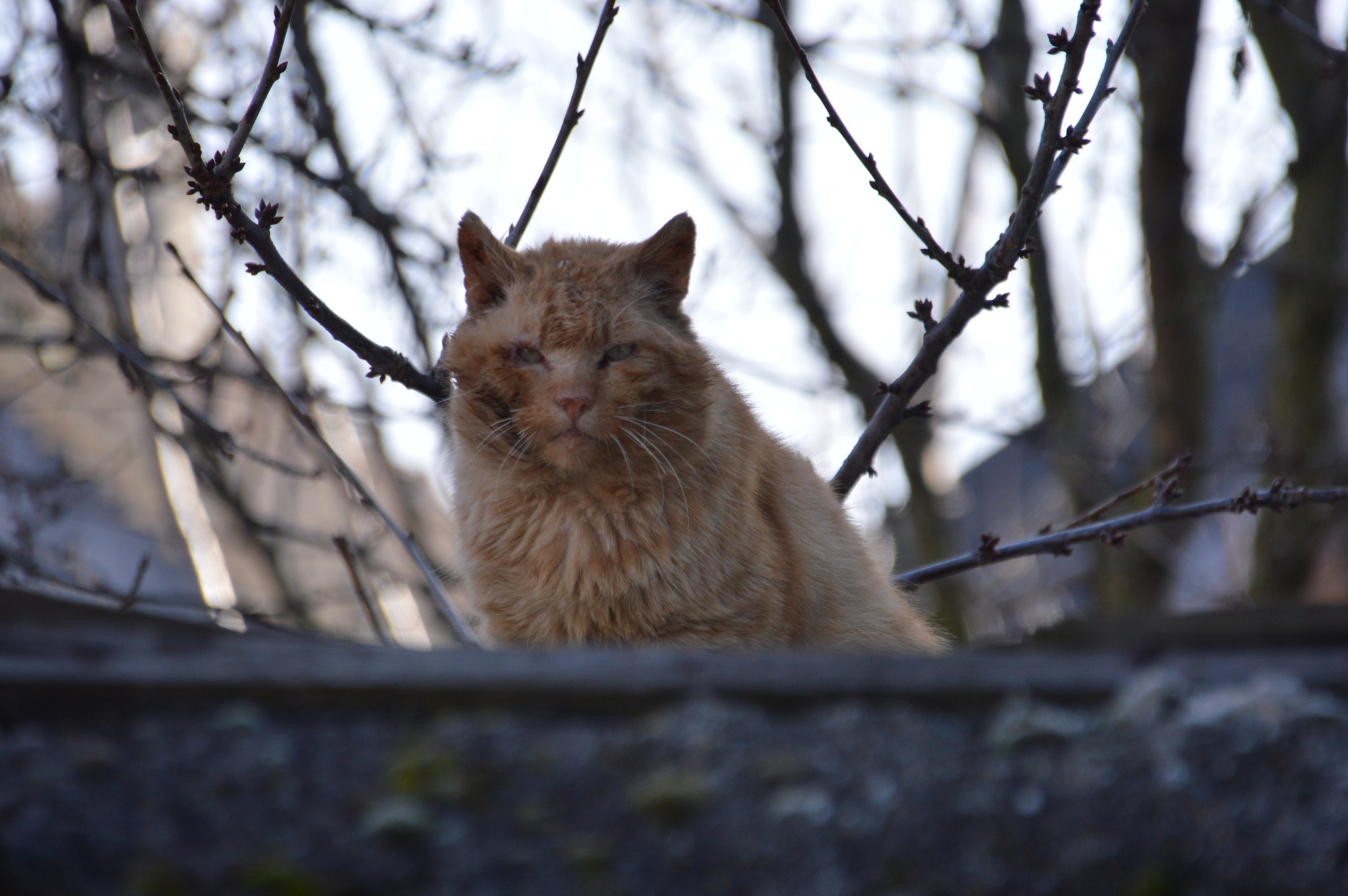 Sigma 18-250mm F3.5-6.3 DC Macro OS HSM sample photo. I'm the boss photography