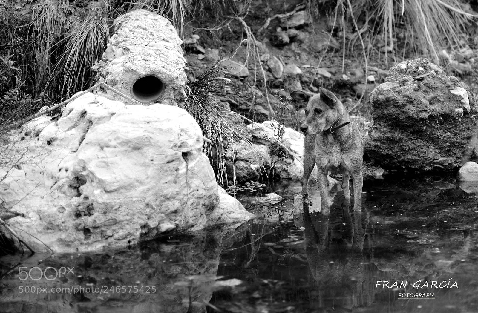 Nikon D3200 sample photo. Luna muy dog. photography