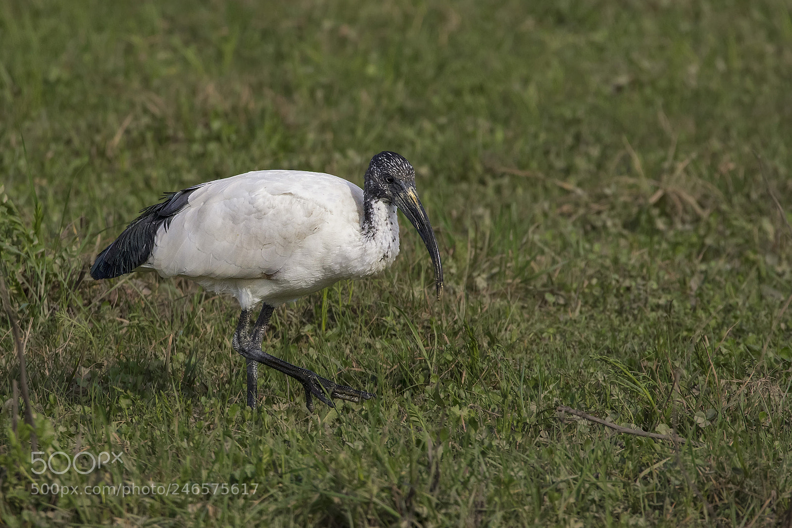 Canon EOS 7D Mark II sample photo. ..sacred ibis.. photography