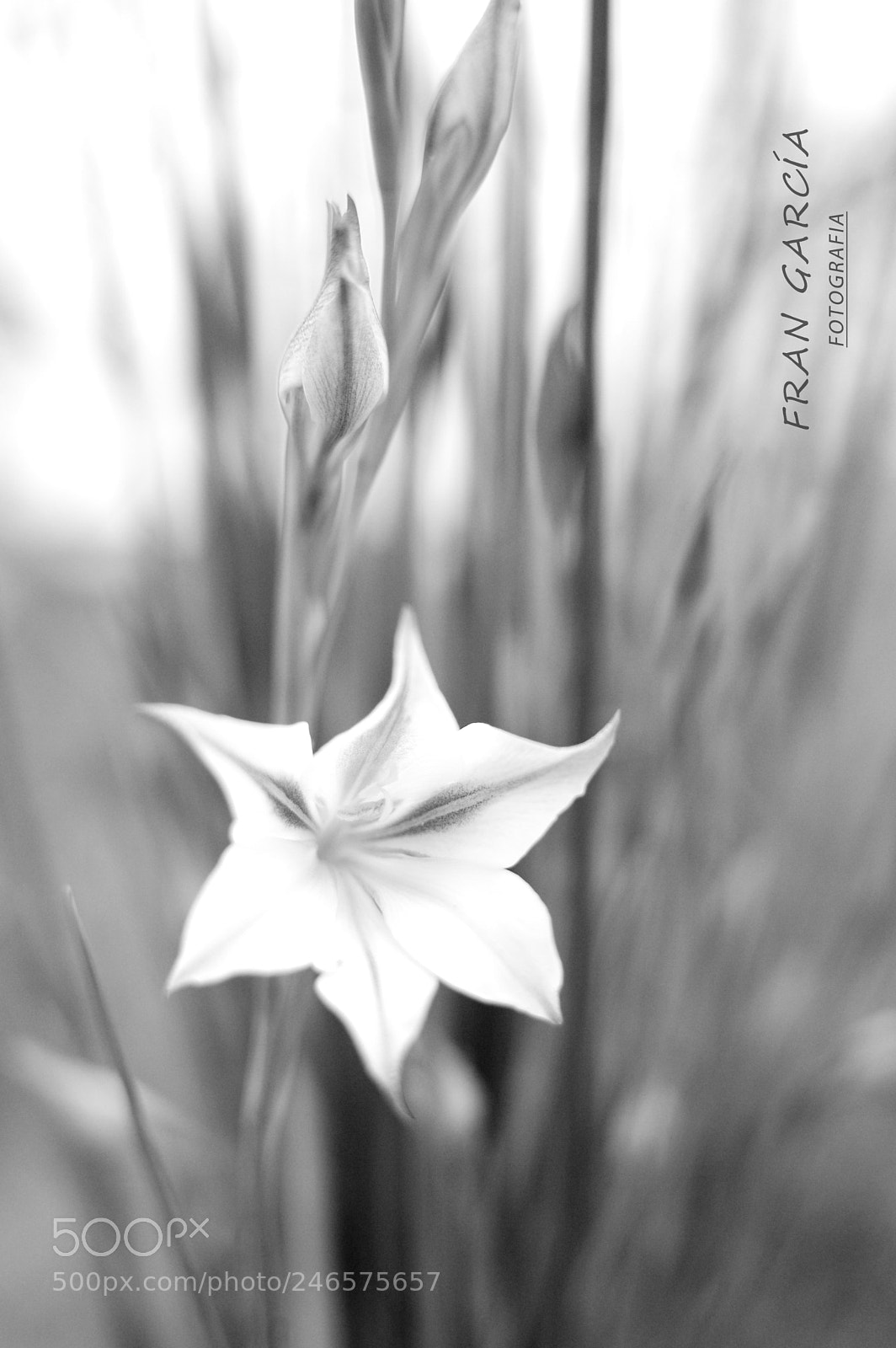 Nikon D3200 sample photo. Whittier flower photography