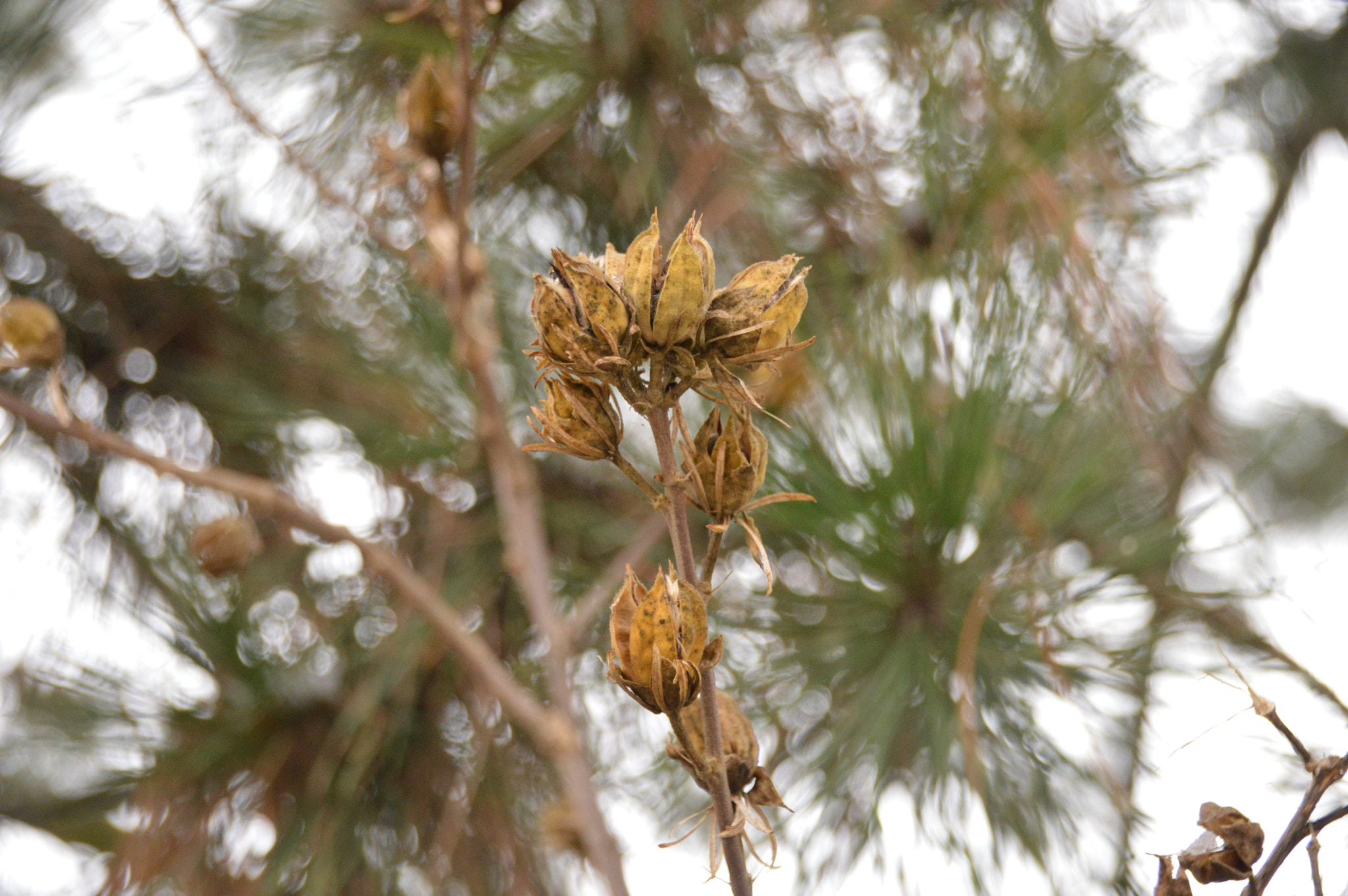 Nikon D3200 + Sigma 18-250mm F3.5-6.3 DC Macro OS HSM sample photo. Dry plant photography