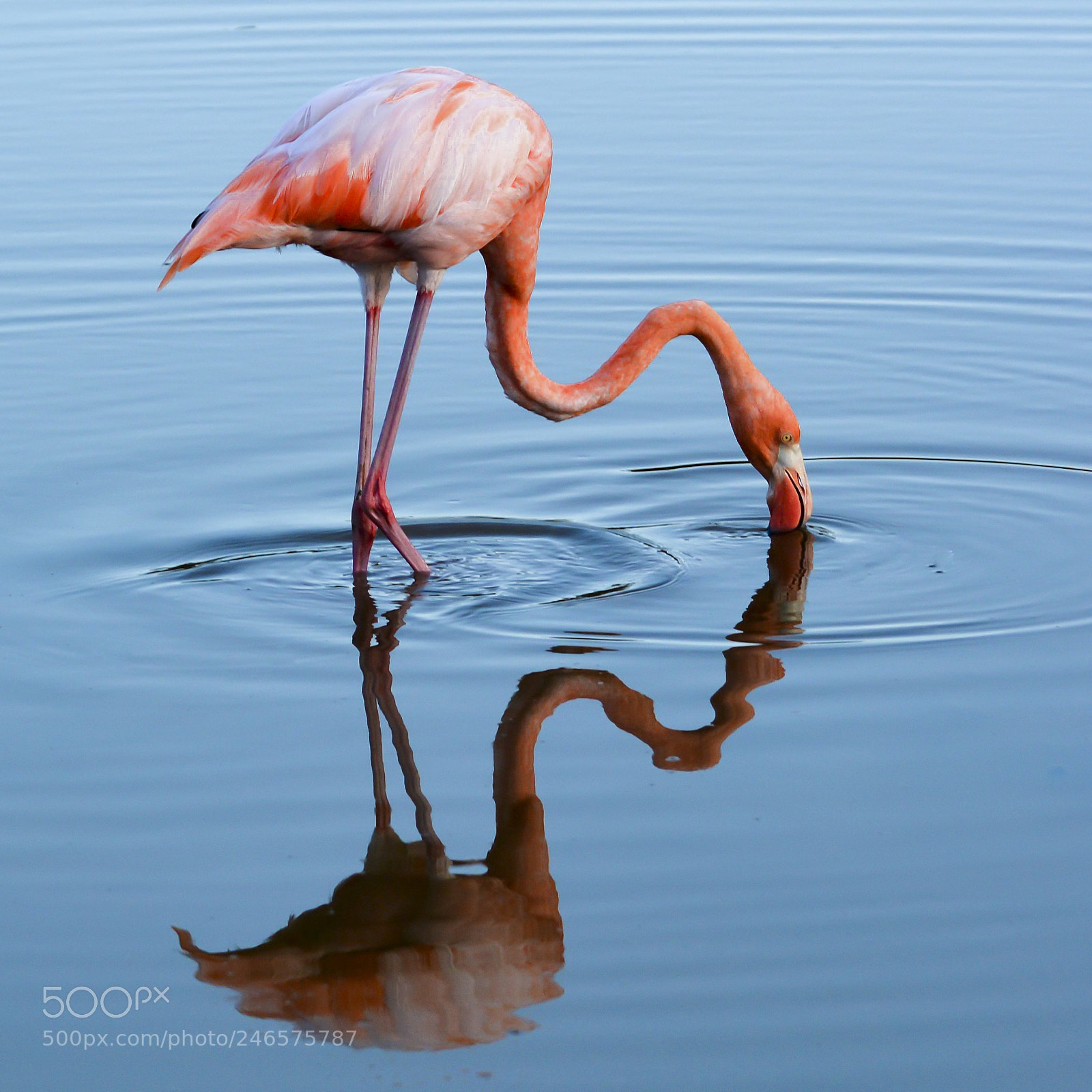 Nikon D7100 sample photo. Galapagos flamingo photography
