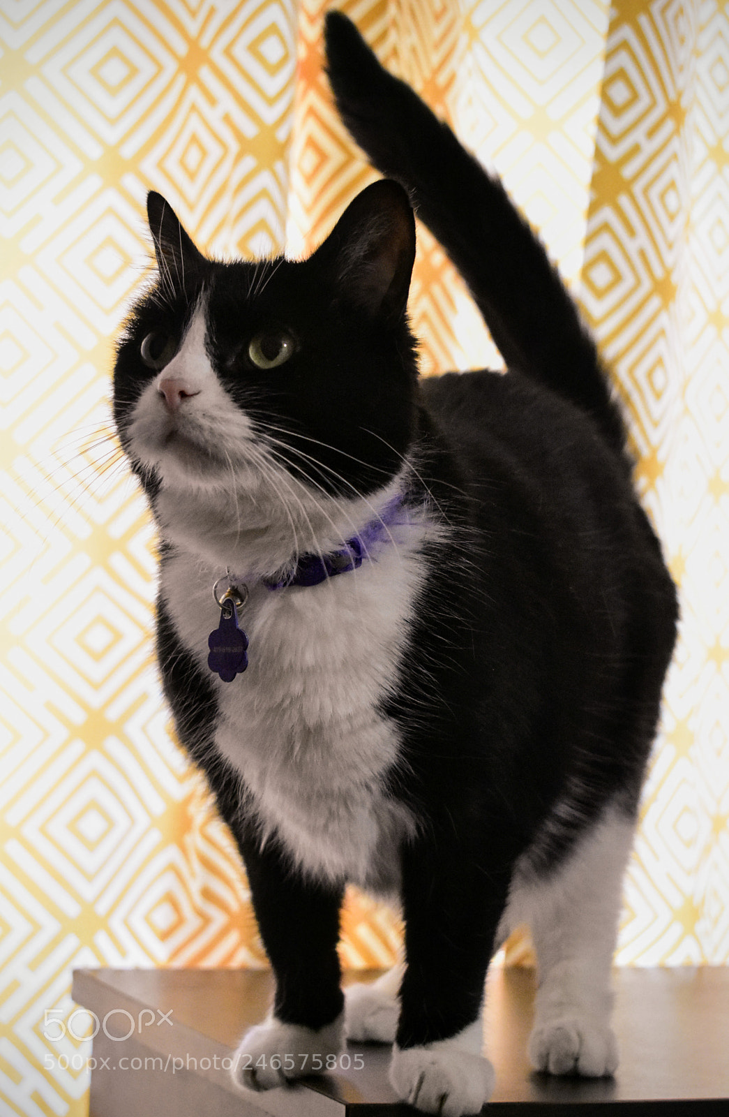 Nikon D3400 sample photo. The aspirational sadie photography