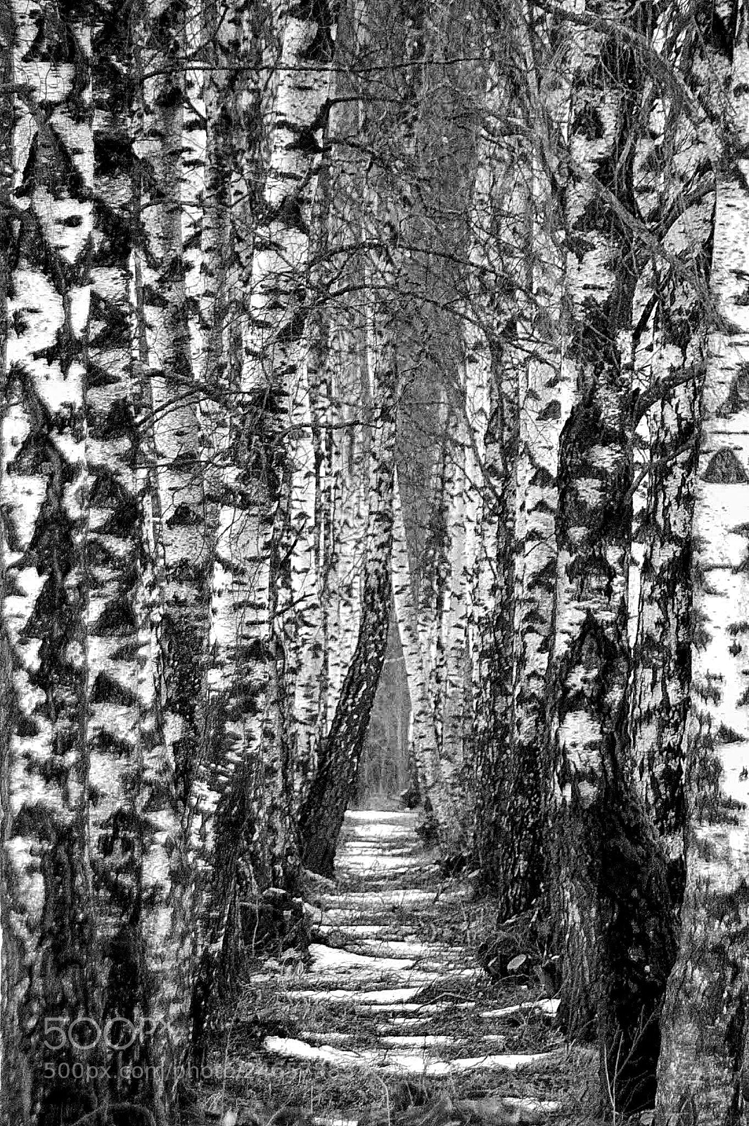 Nikon D5200 sample photo. Birches photography