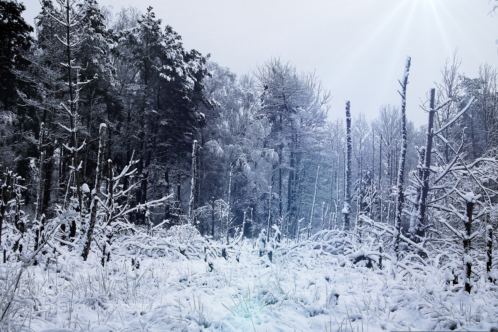 Canon EOS 760D (EOS Rebel T6s / EOS 8000D) sample photo. Winter forest 4 photography