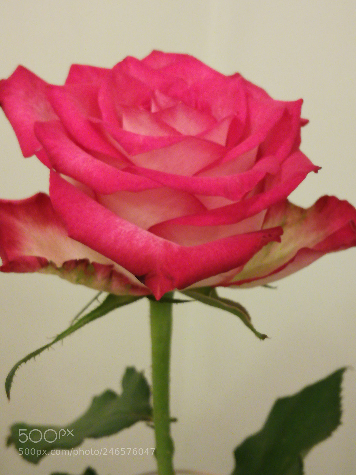 HUAWEI P9 LITE sample photo. Romantic valentine photography