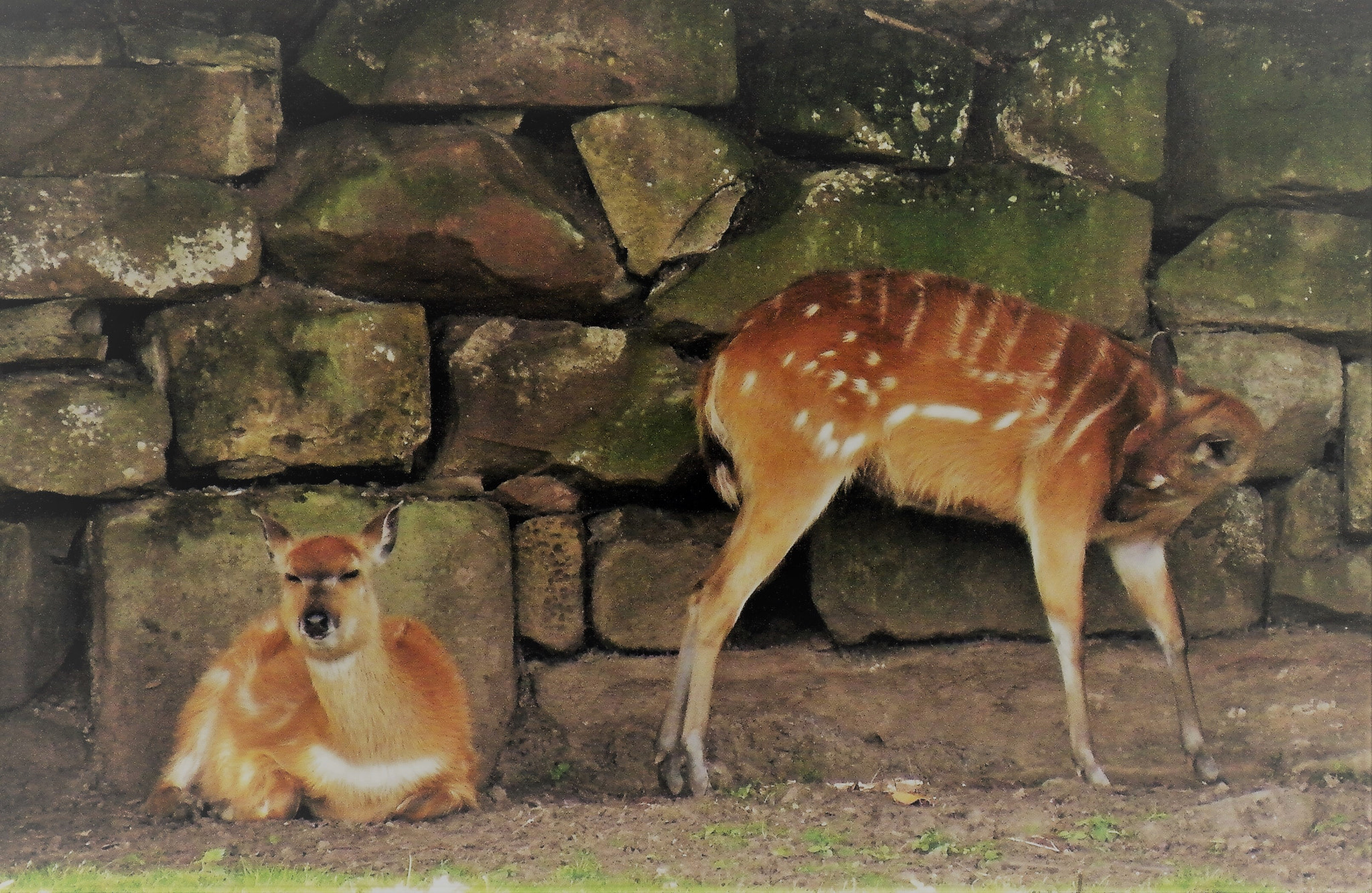 Fujifilm FinePix S8100fd sample photo. Sandstoned deer photography