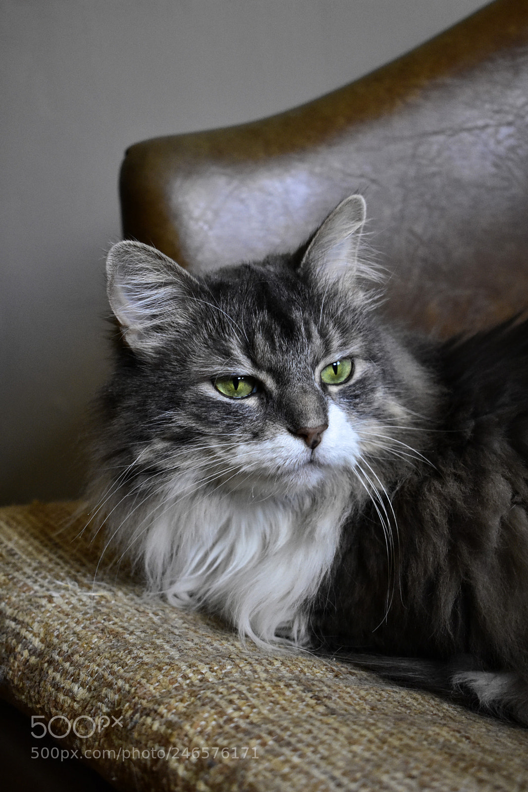 Nikon D3400 sample photo. The wise mittens photography