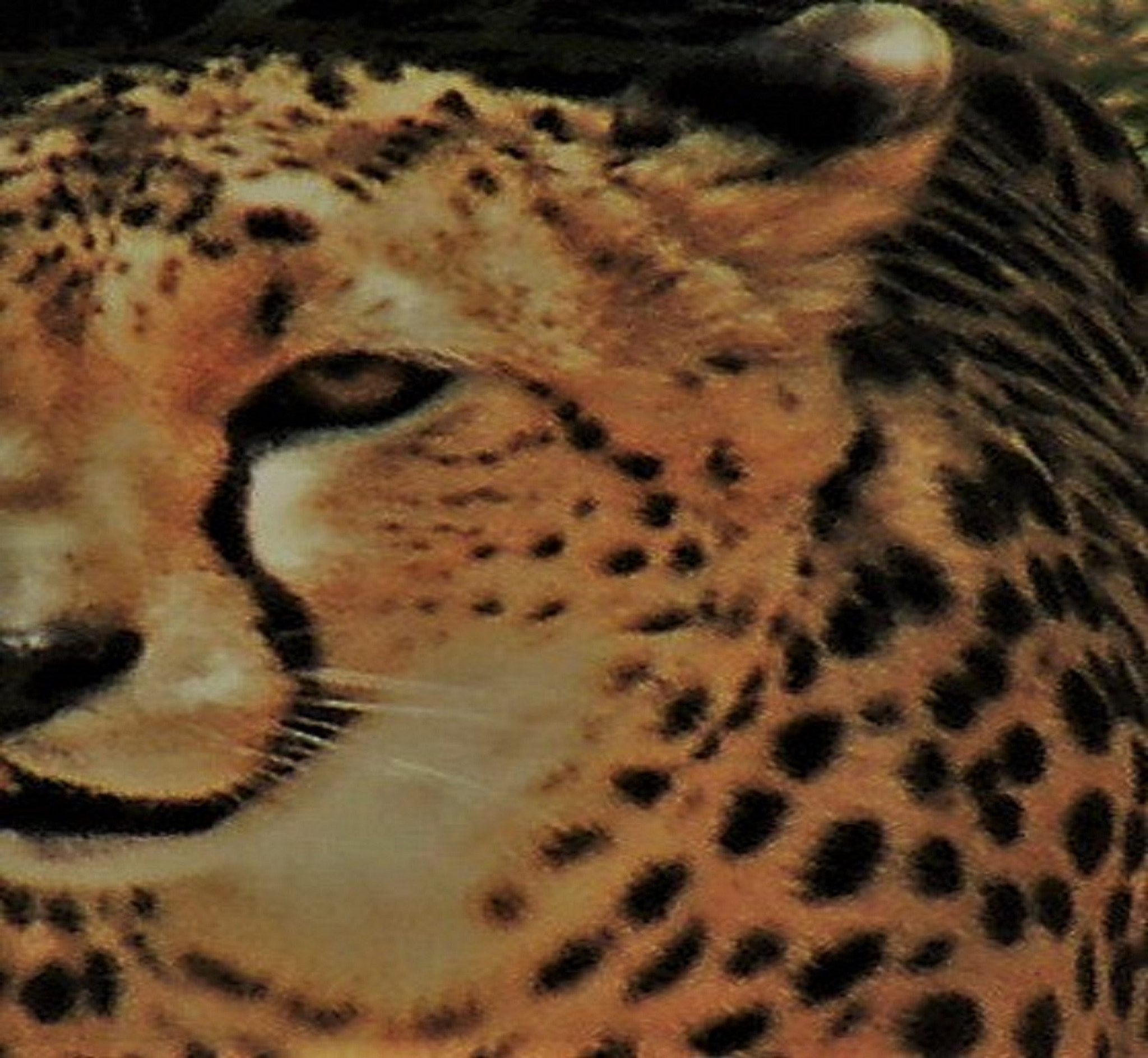 Fujifilm FinePix S8100fd sample photo. The eye of the cheetah photography