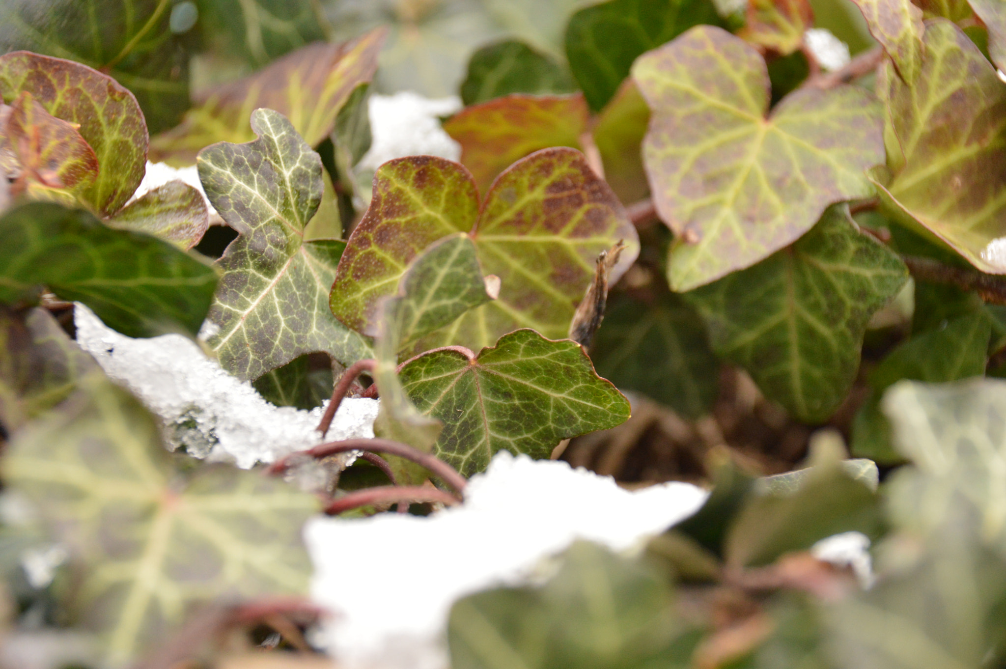 Sigma 18-250mm F3.5-6.3 DC Macro OS HSM sample photo. Snow sprinkled photography