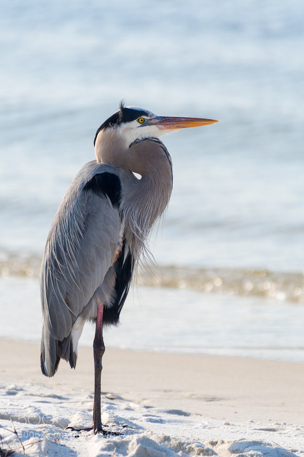 Nikon D500 sample photo. Heron photography