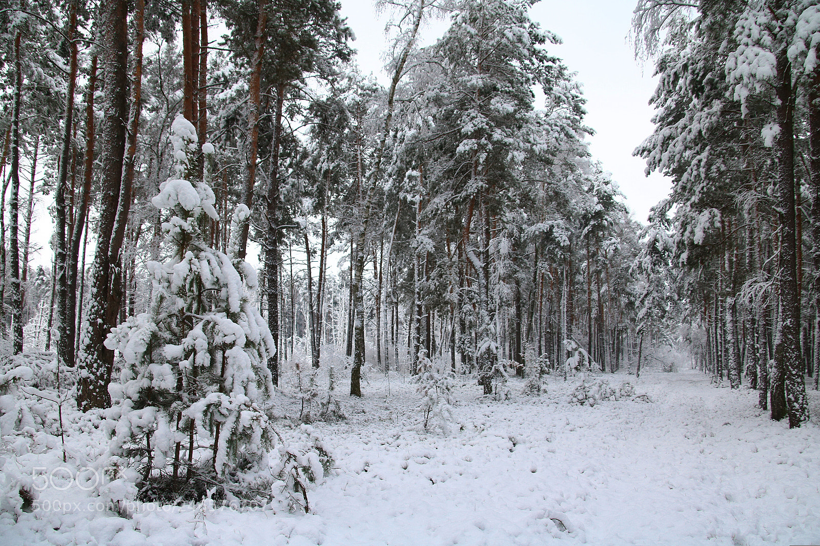 Canon EOS 760D (EOS Rebel T6s / EOS 8000D) sample photo. Winter road through the photography