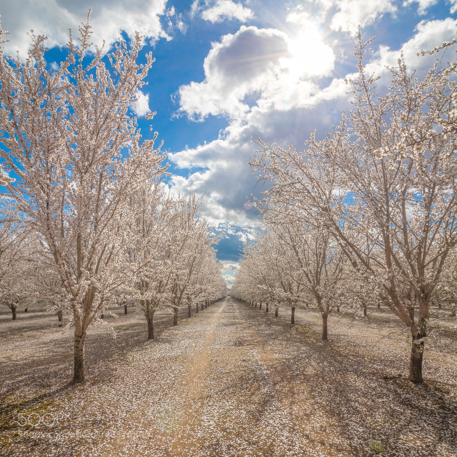 Canon EOS 80D sample photo. Durham almond orchard in photography