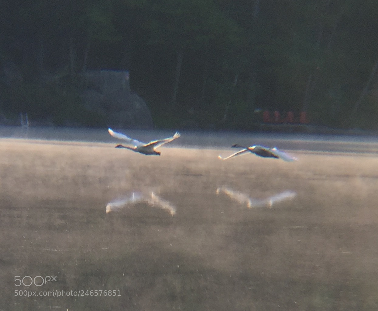 Apple iPhone 6 Plus sample photo. Trumpeter swans reflected in photography