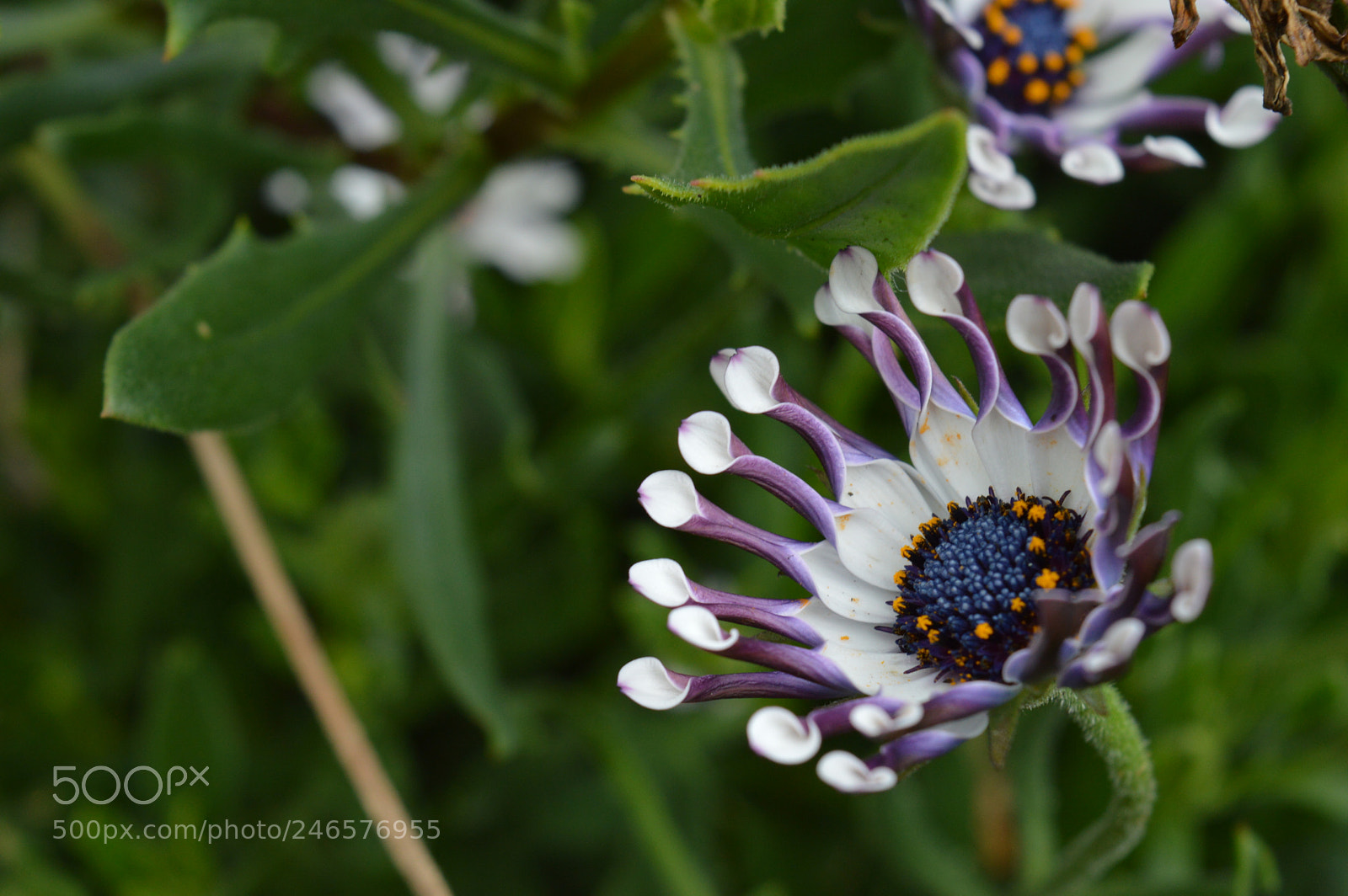 Nikon D3200 sample photo. Flowers photography