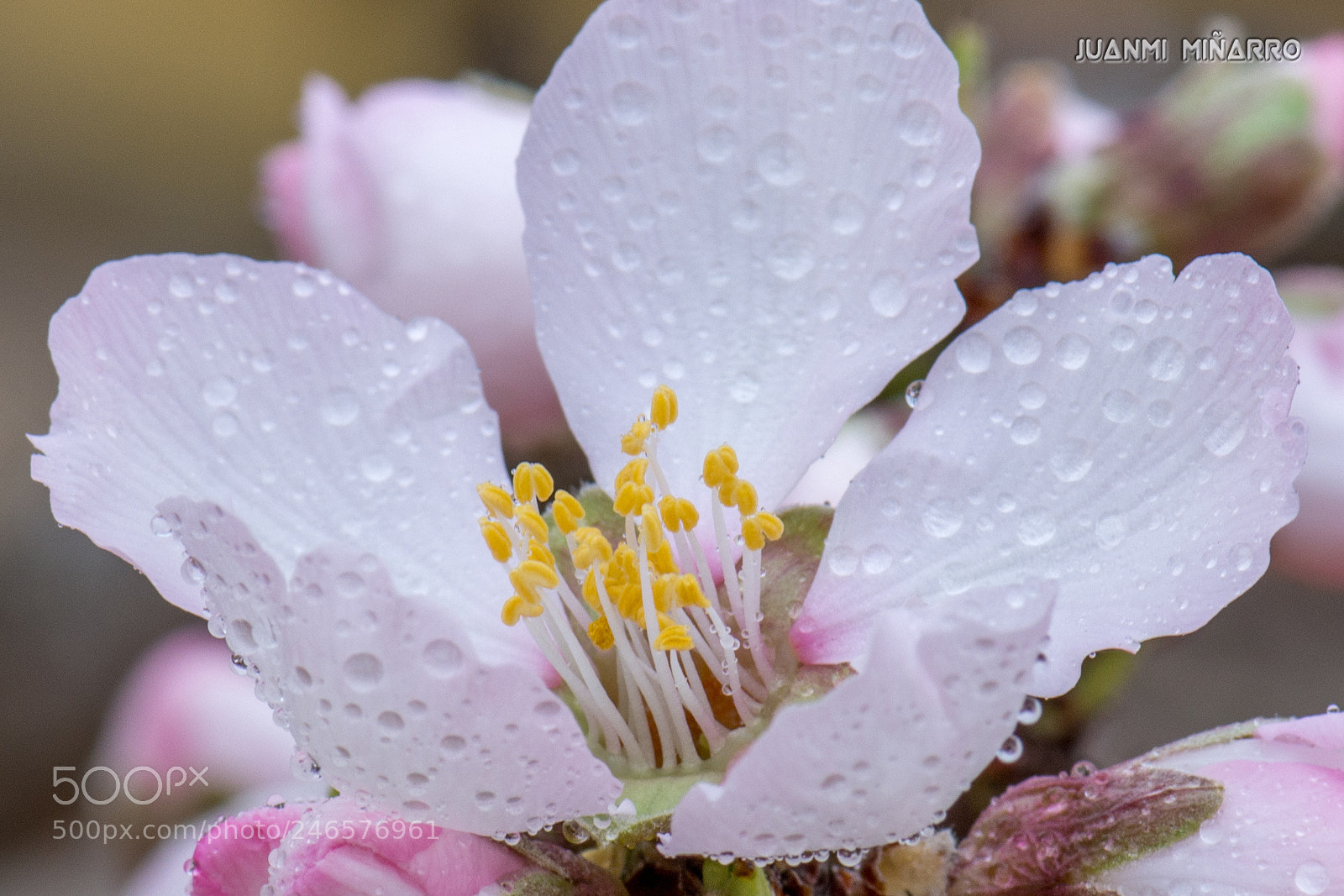 Nikon D7200 sample photo. Almond blossom photography