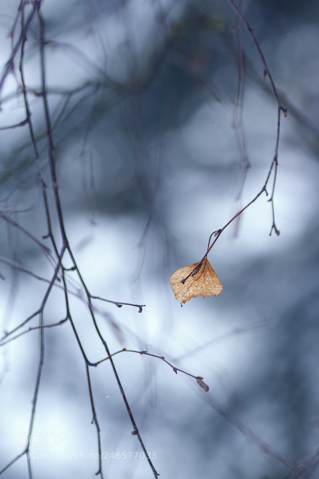 Canon EOS 60D sample photo. Foliage photography