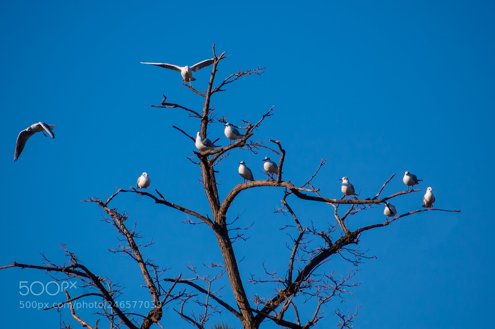 Nikon D70 sample photo. Roost photography