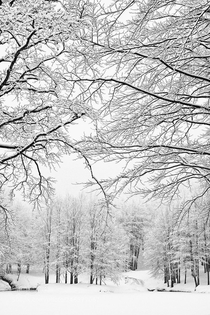 Sigma dp2 Quattro sample photo. White day photography