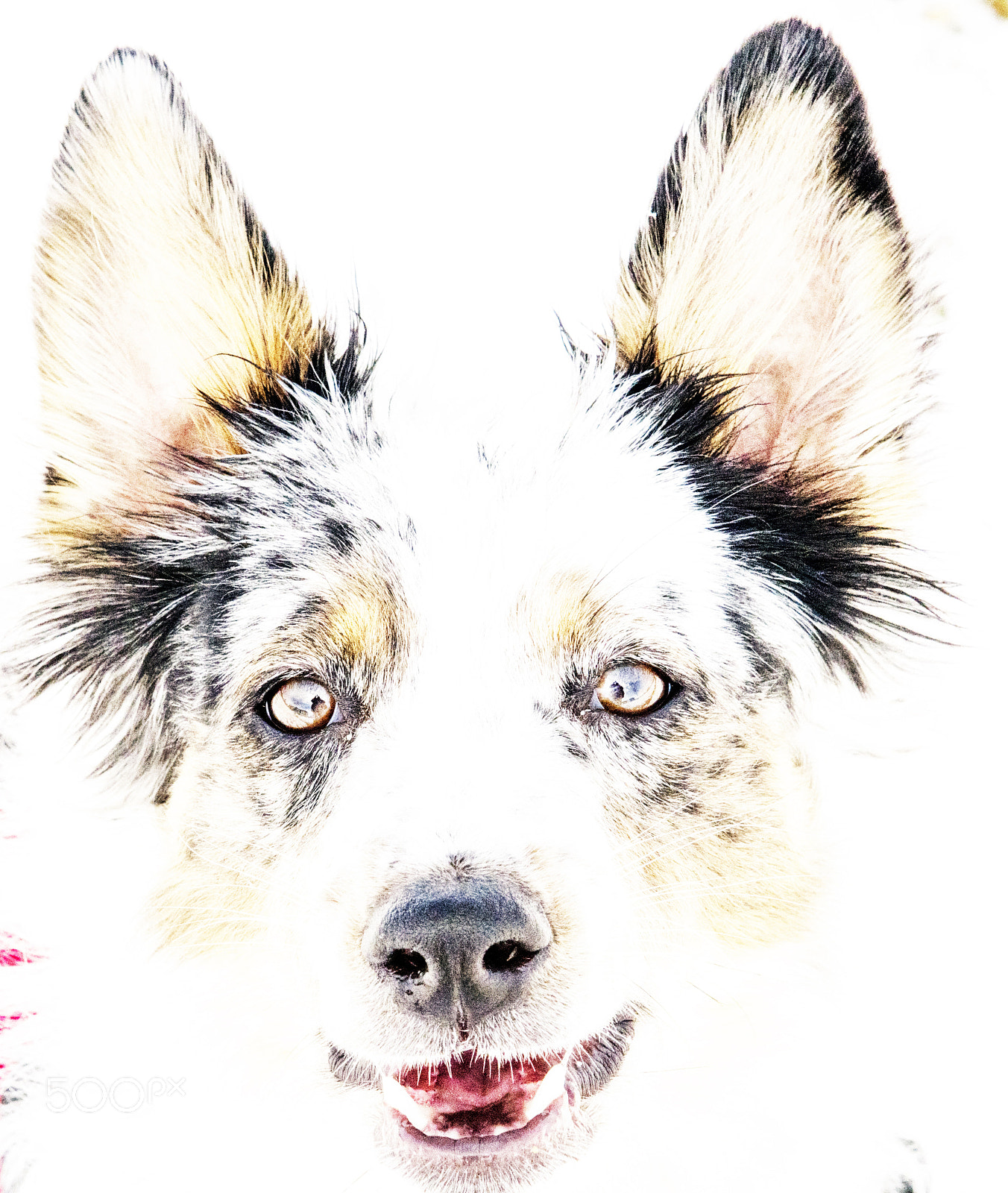 Nikon D850 sample photo. The dog spirit. photography
