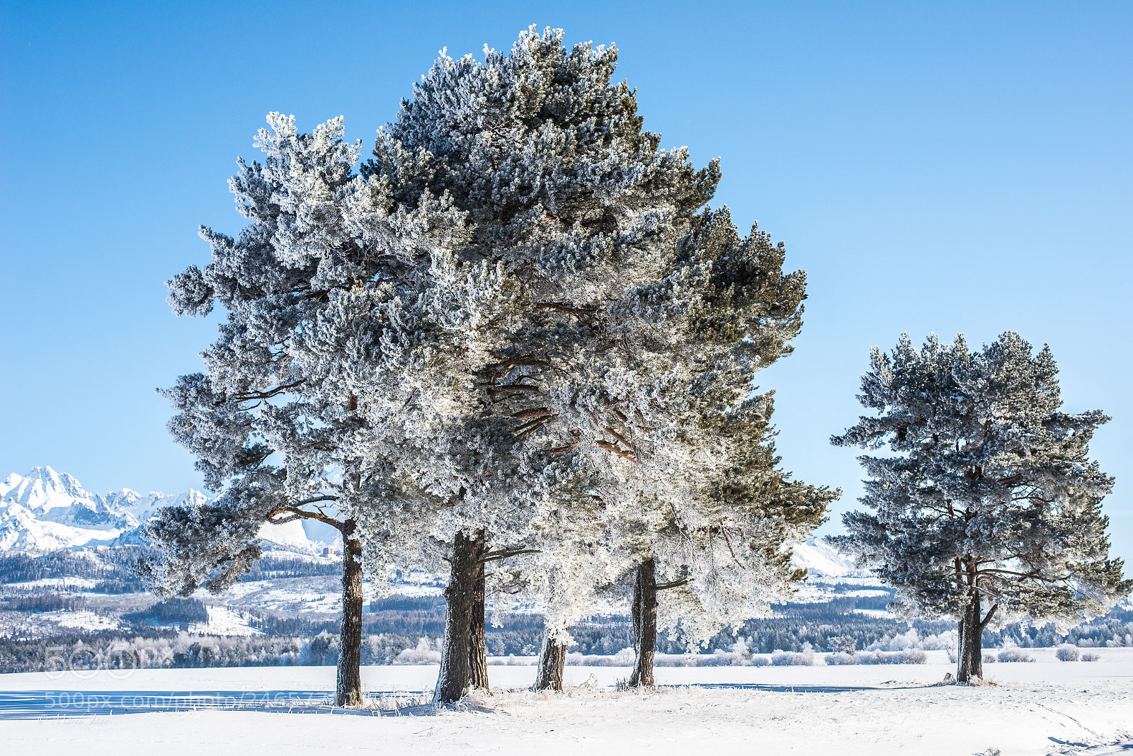Nikon D800 sample photo. Frosty pines in high photography