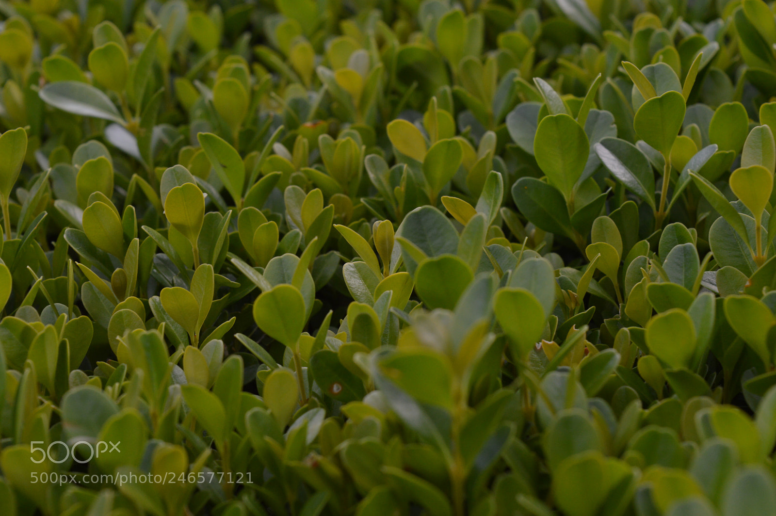 Nikon D3200 sample photo. Flowers photography