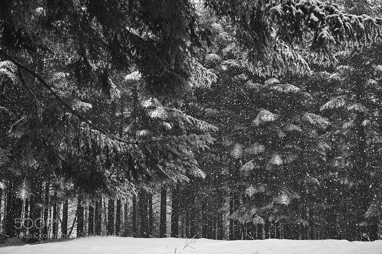Sigma dp2 Quattro sample photo. Snow in wood photography