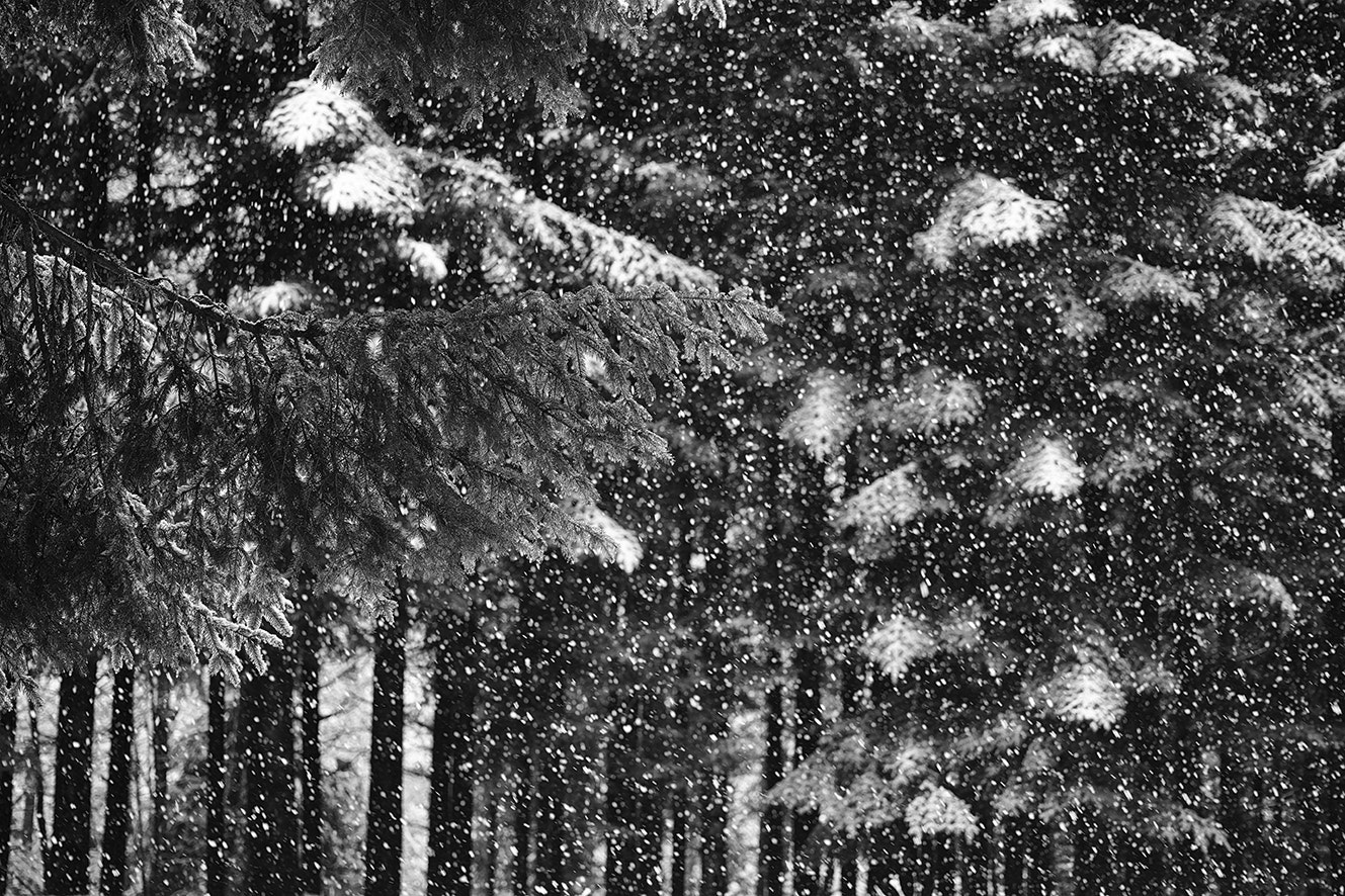 Sigma dp3 Quattro sample photo. Snow in wood photography