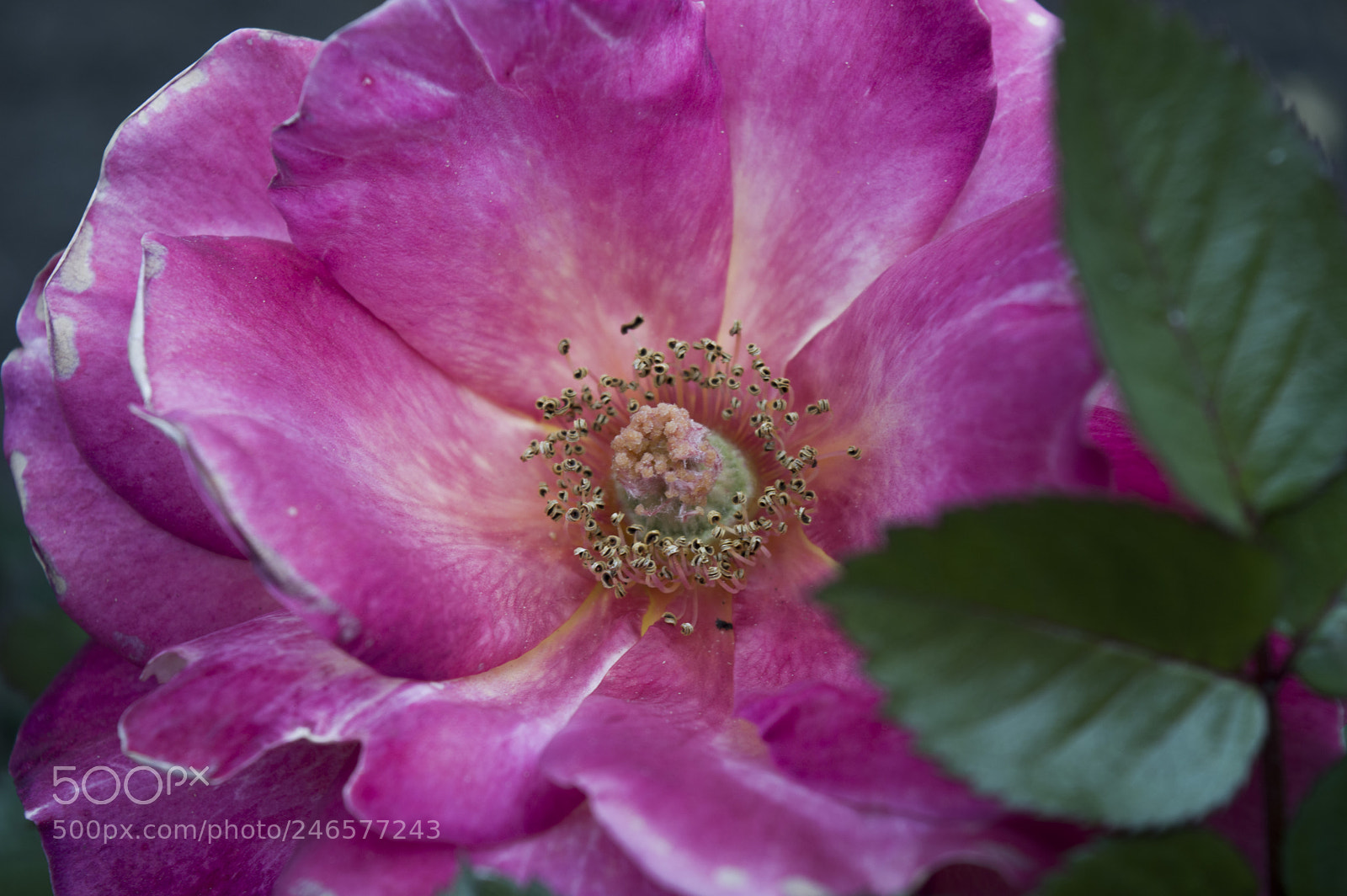 Nikon D3200 sample photo. Flowers photography