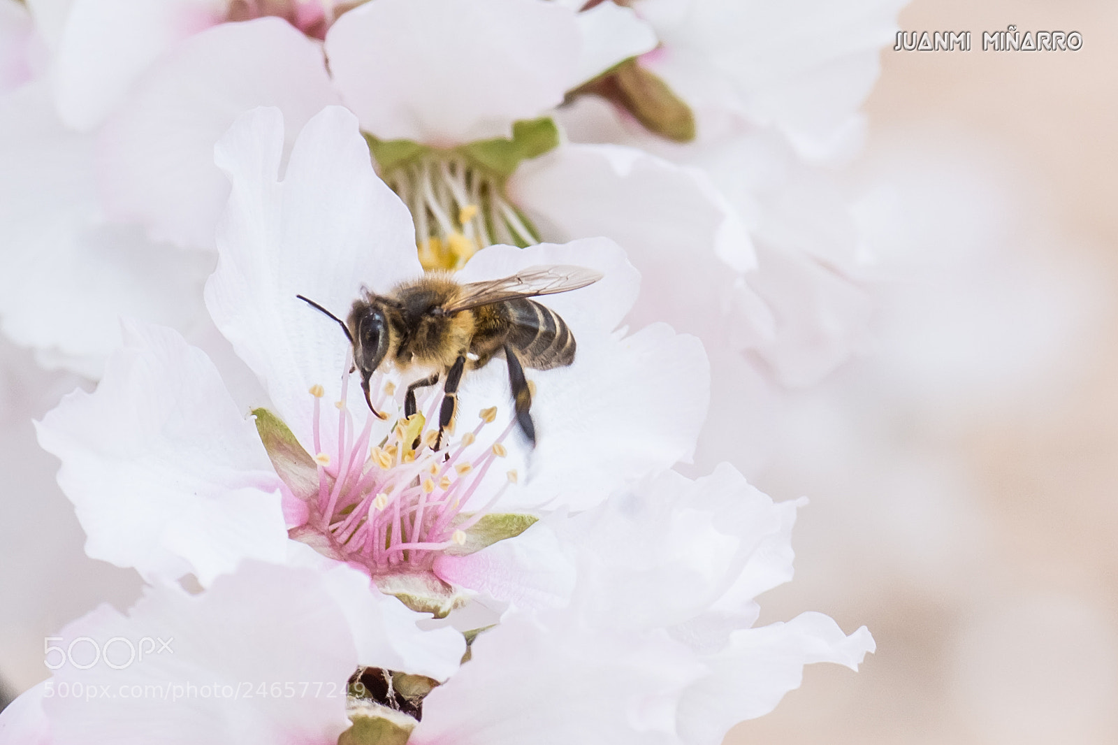 Nikon D7200 sample photo. Bee collecting - abeja photography