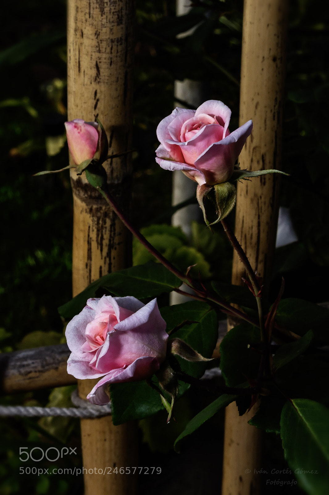 Canon EOS 700D (EOS Rebel T5i / EOS Kiss X7i) sample photo. Kisses photography